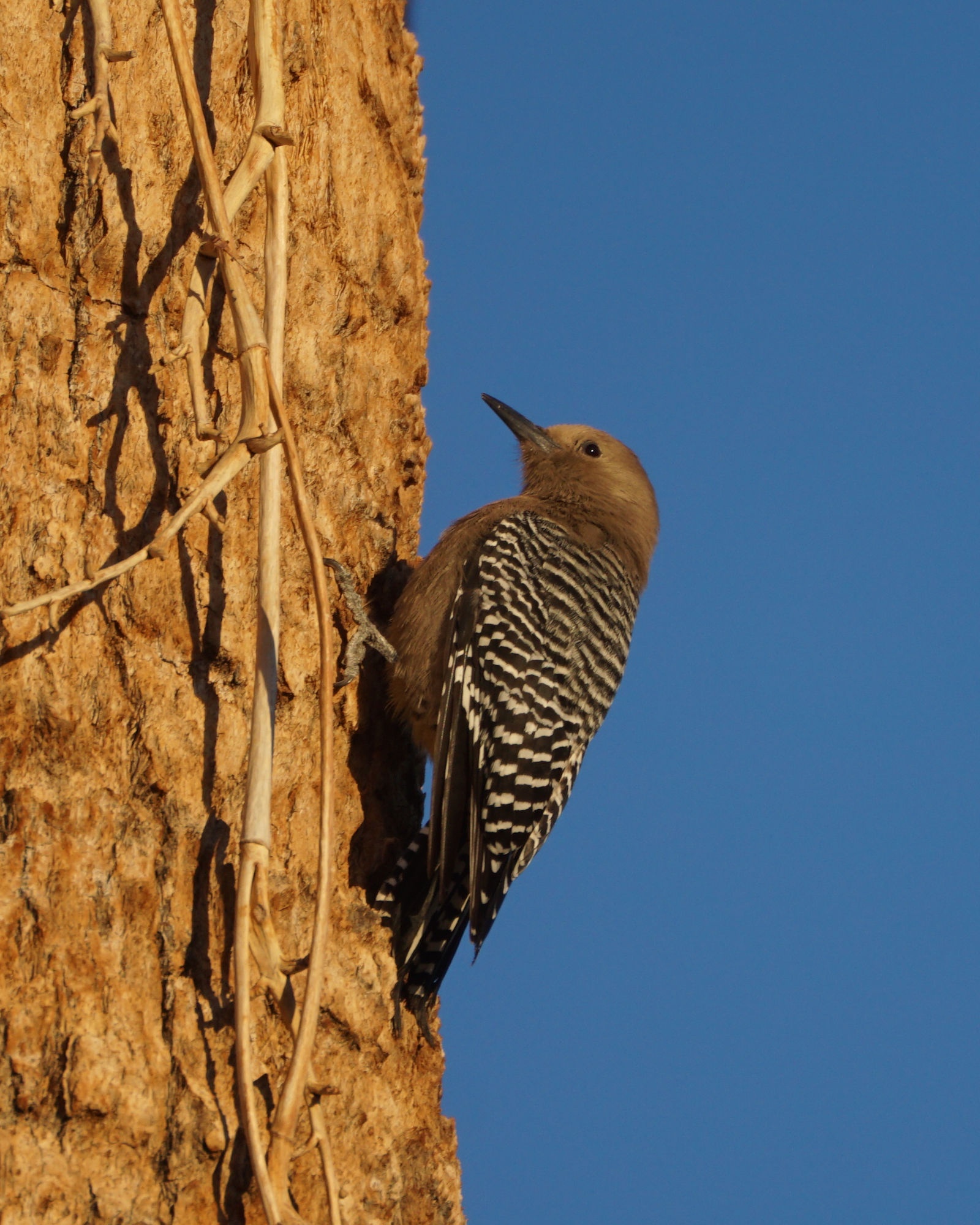 Meet the Gila Woodpecker: Nature's Colorful Carpenter