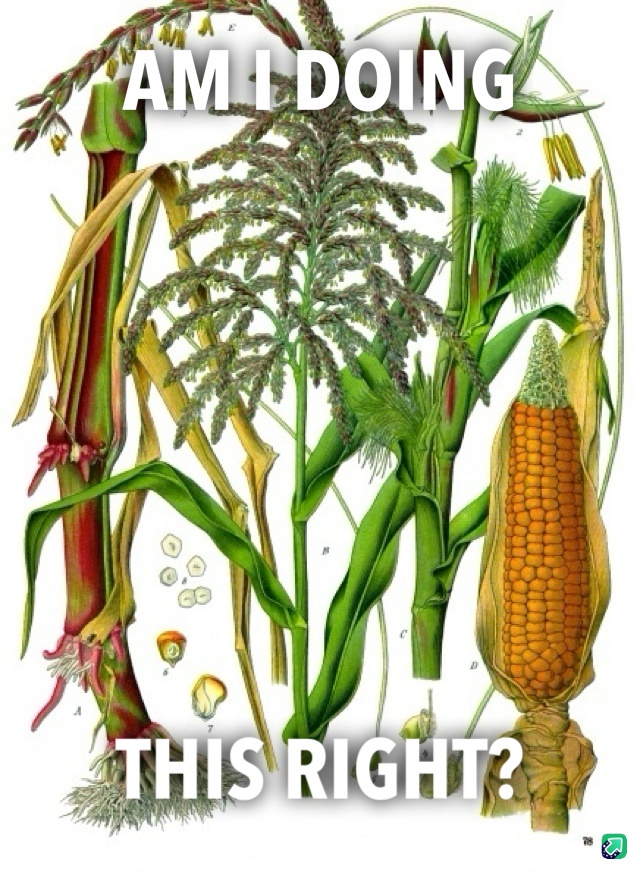 Guess what? I'm a corn now!