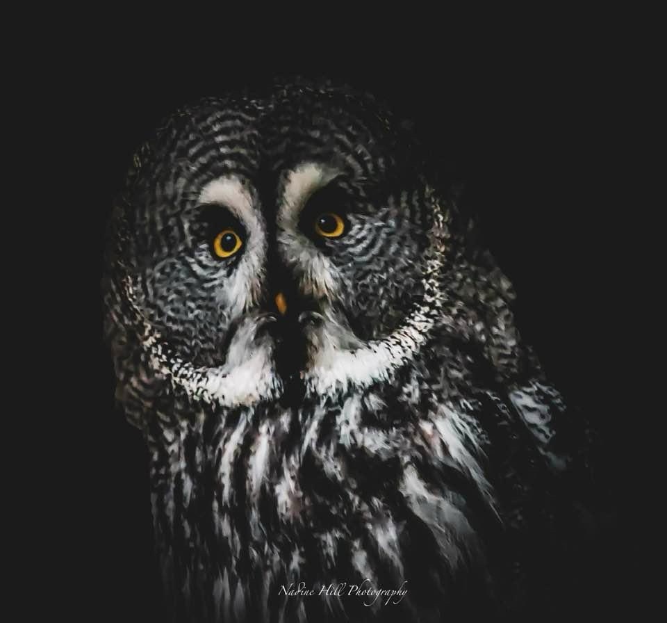 Majestic Owl in All Its Glory