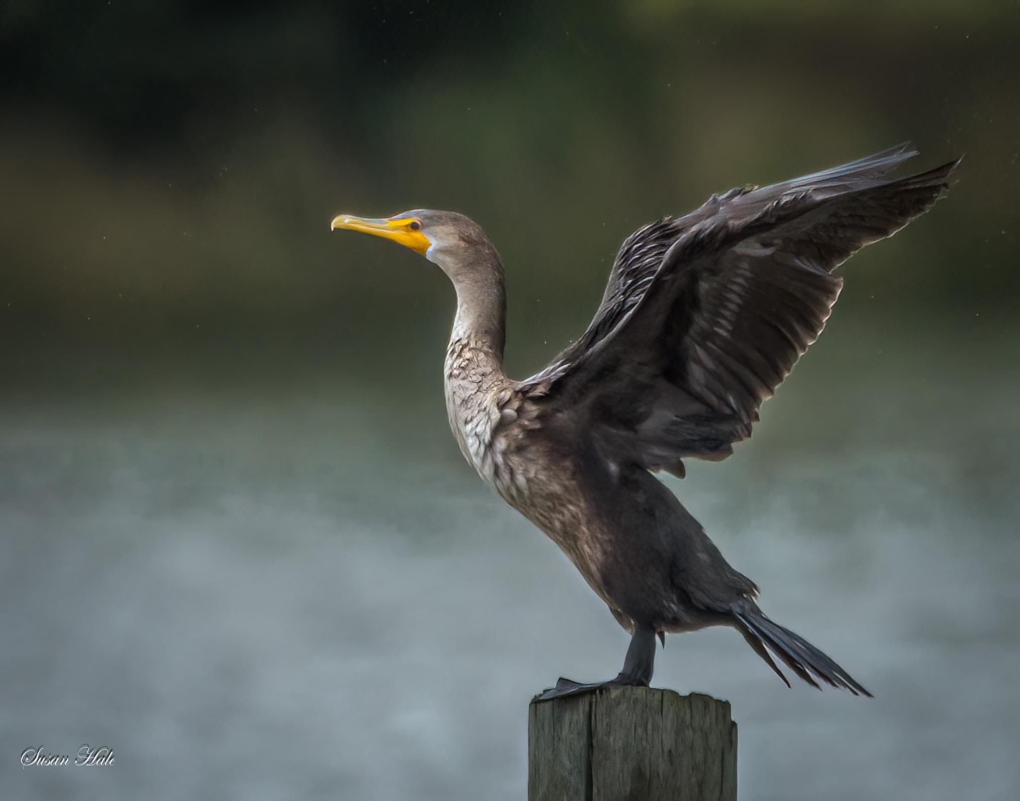 The Majestic Cormorant in Action