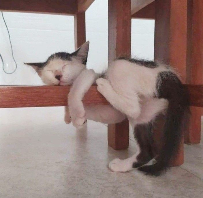 Cats have a knack for napping in the most unexpected spots!