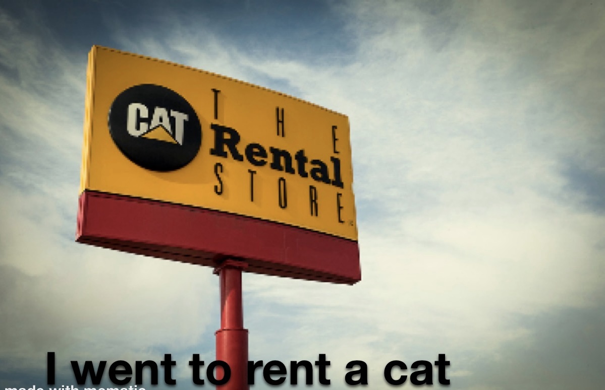 Looking to Rent a Feline Companion