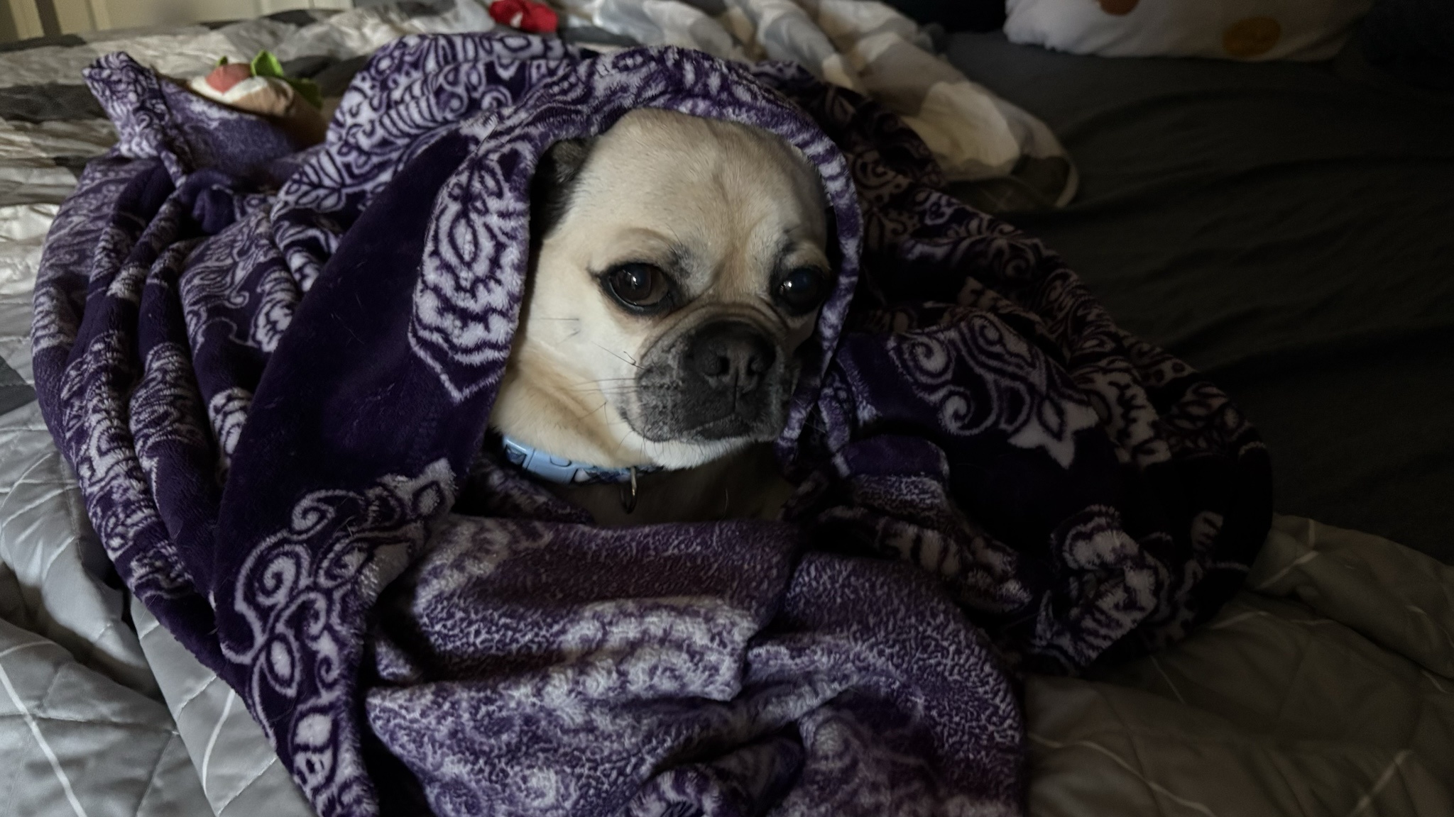 When Yo-yo the Chug declares, 'It's way too cold!'