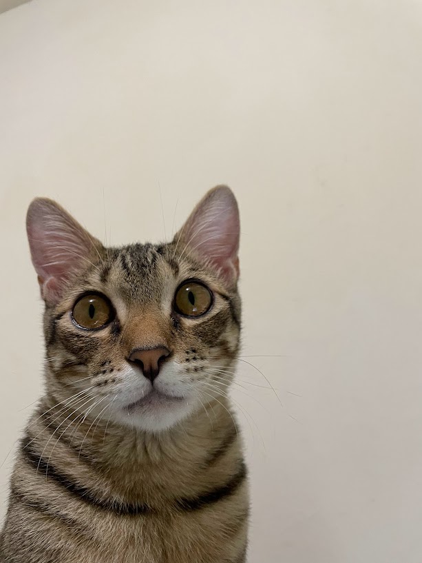 Just a cat being a cat.