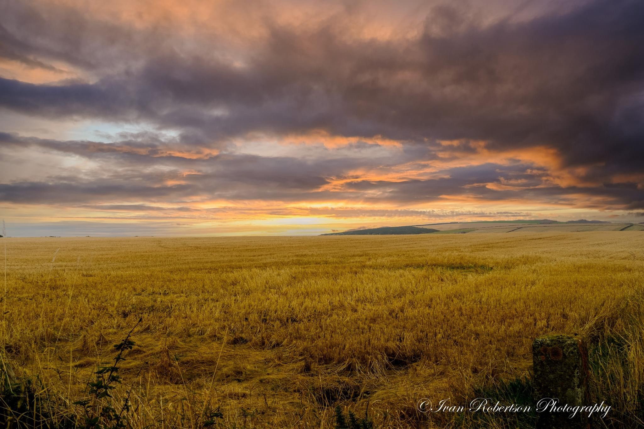 A vast expanse of green: The Field