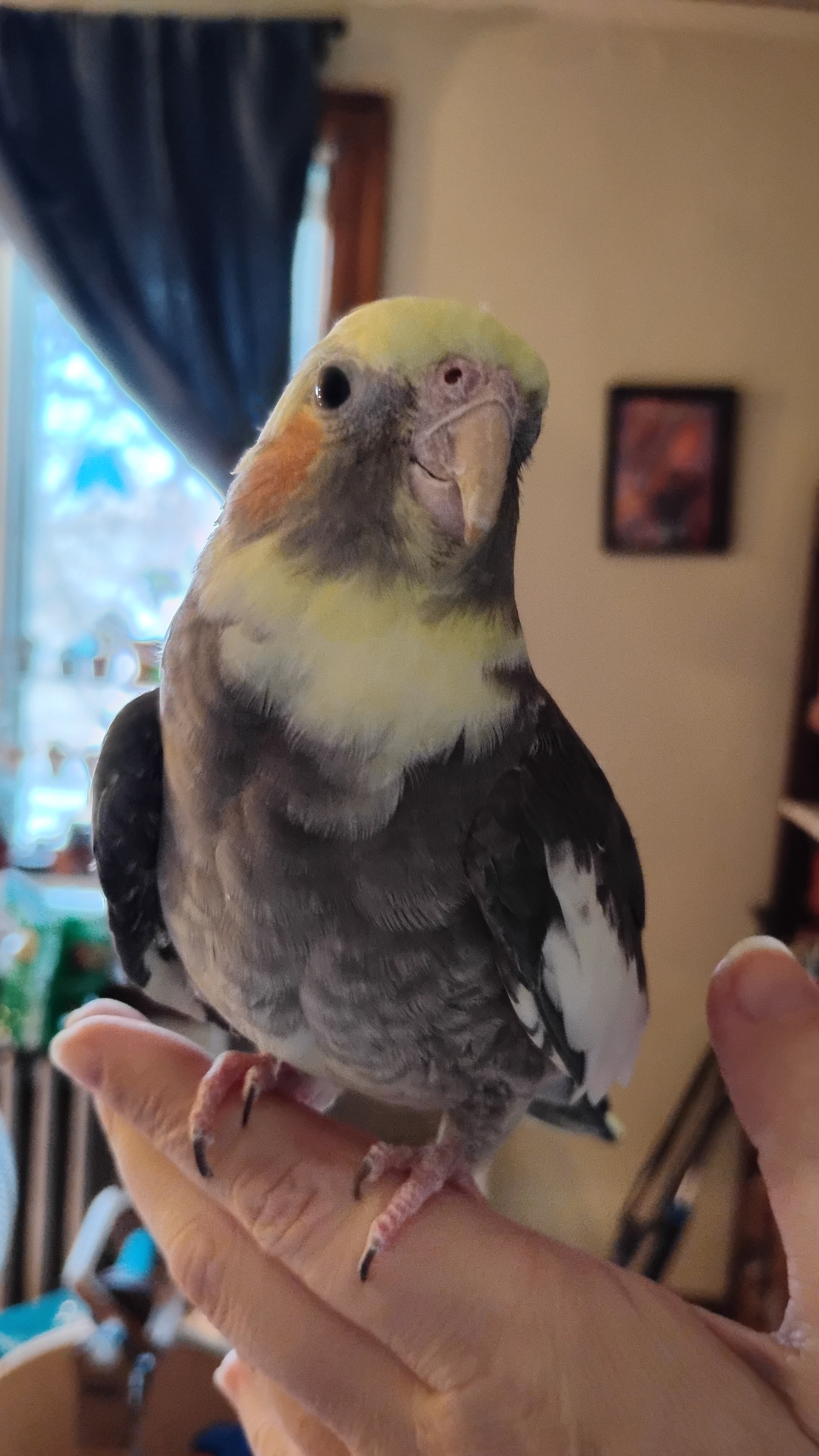 Daily Dose of Cuteness: Meet Jackie the Bird