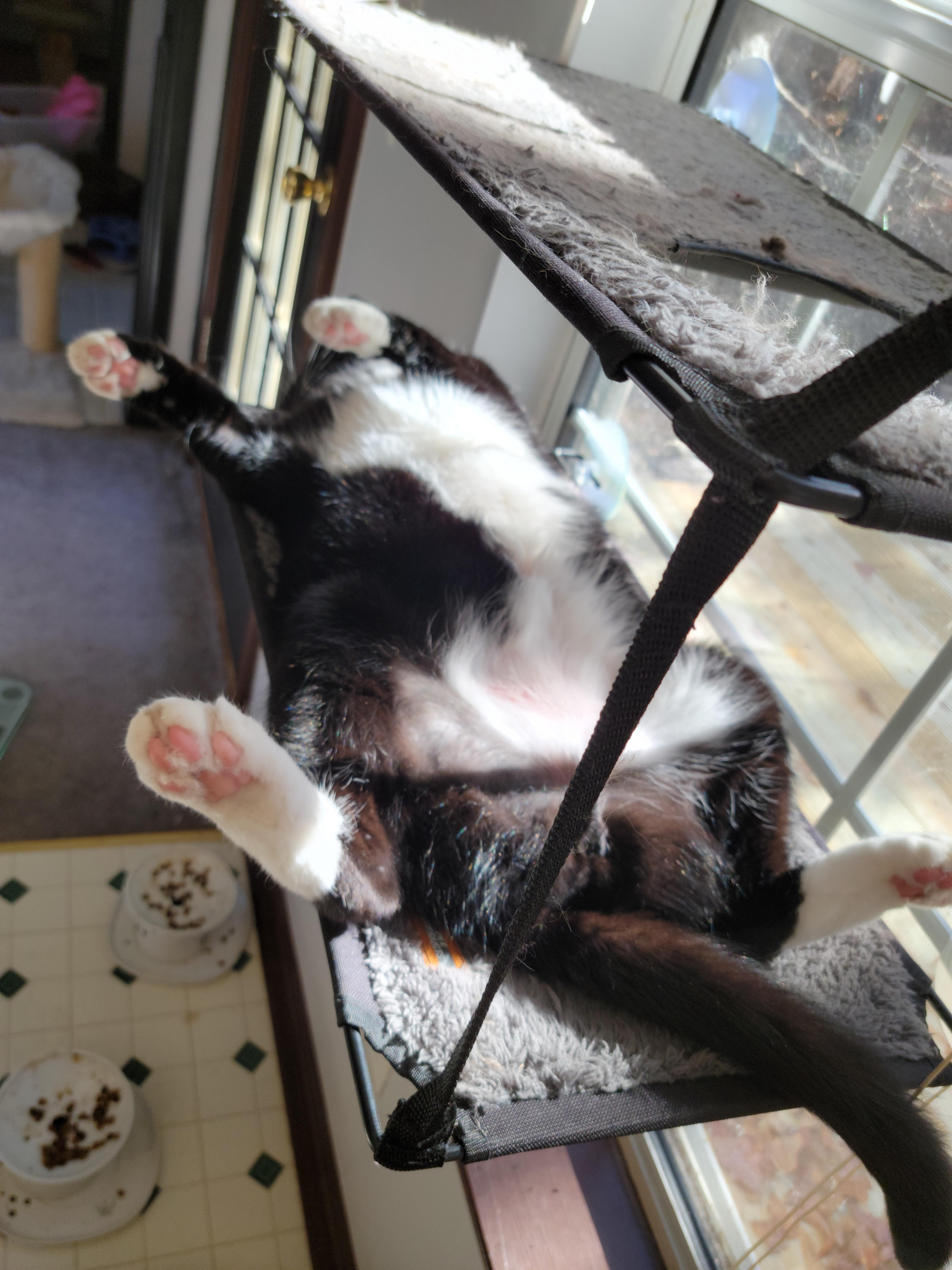 Beans the Size of Bunnies: A Cute Curiosity