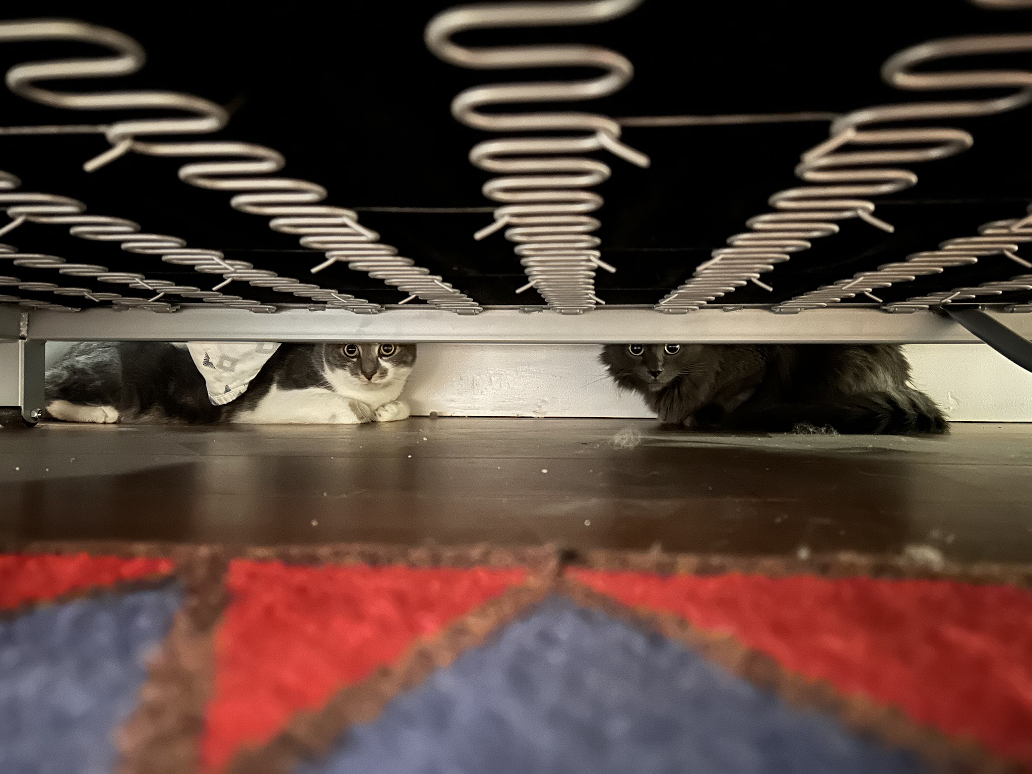 A Purr-fectly Organized Meowncil Meeting