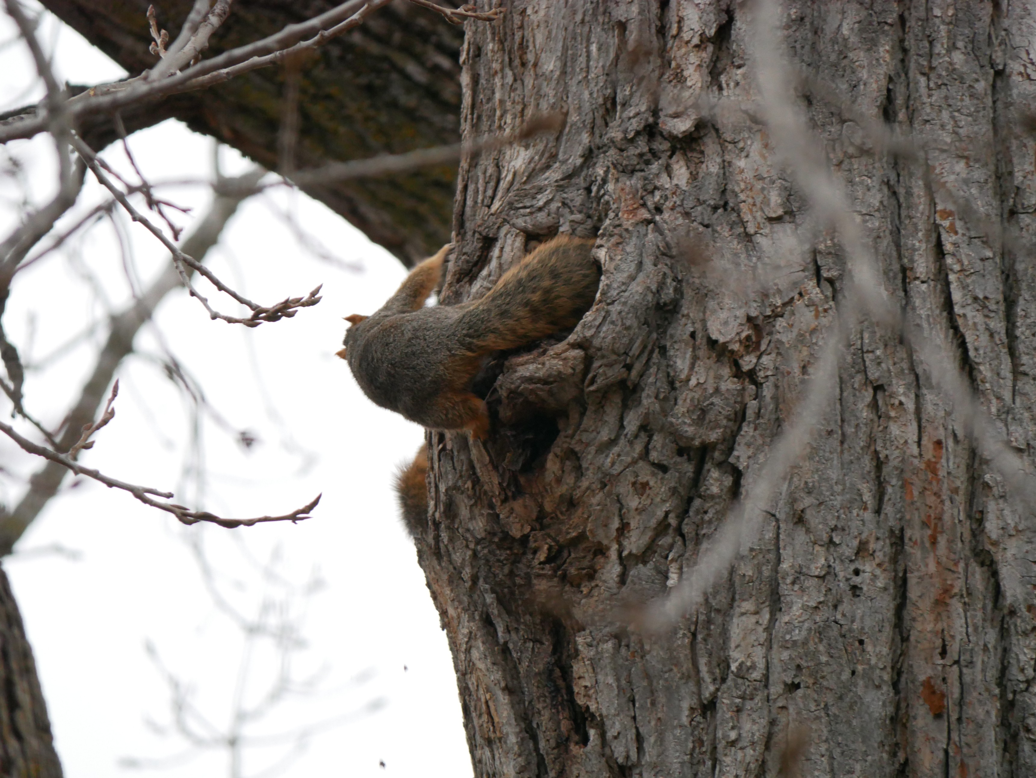 Squirrel Patrol on Duty!