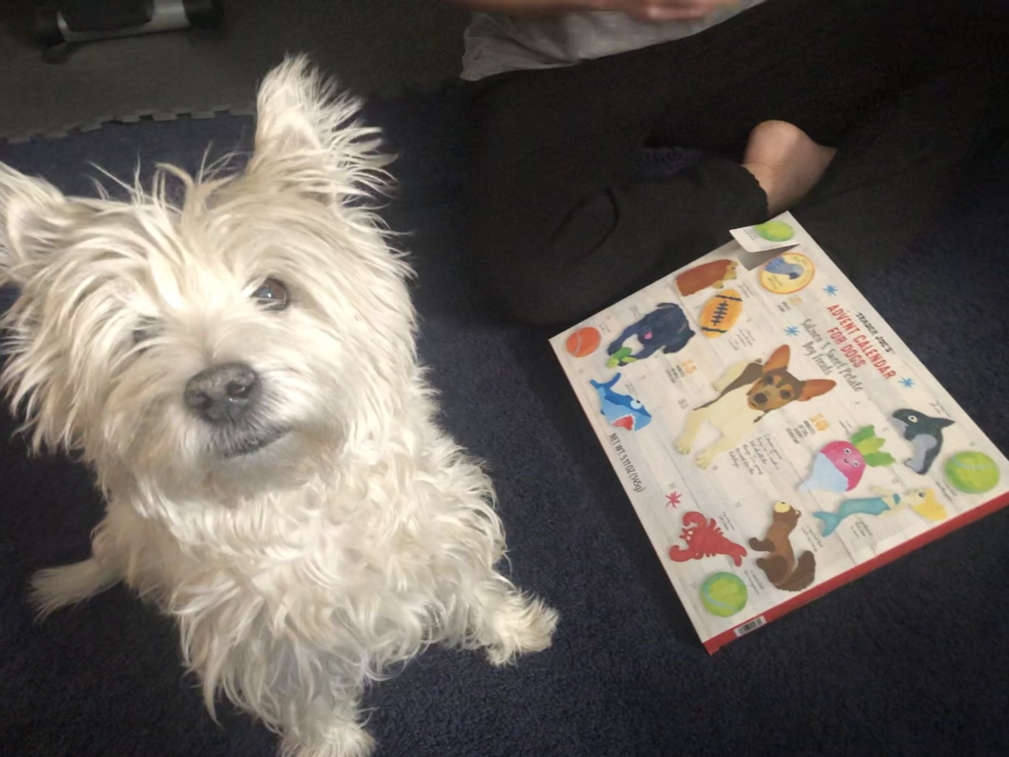 Remembering My Beloved Lily Bella: Celebrating Her Life One Memory at a Time