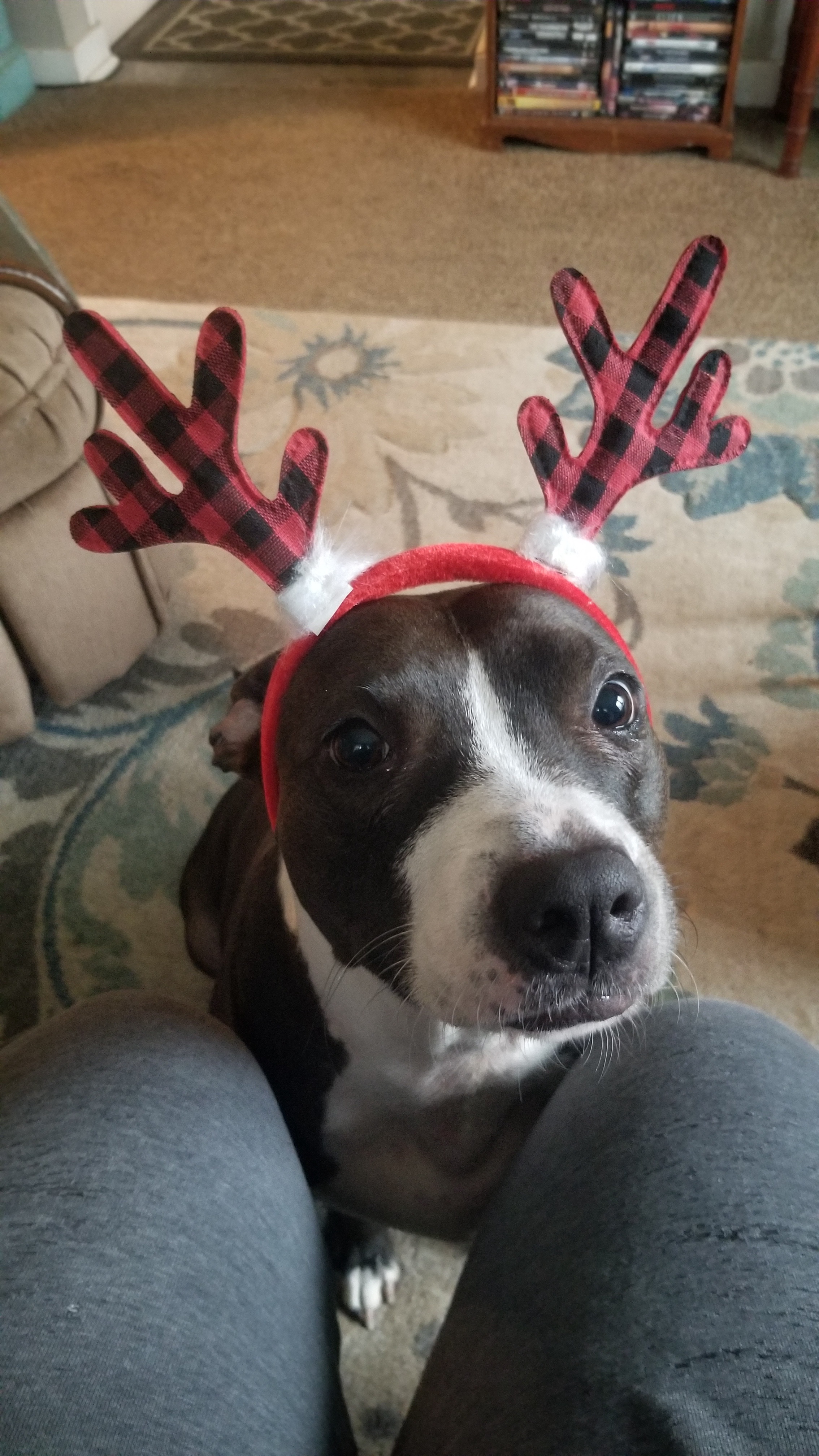 In These Challenging Times, I Present to You a Reindeer Pup!