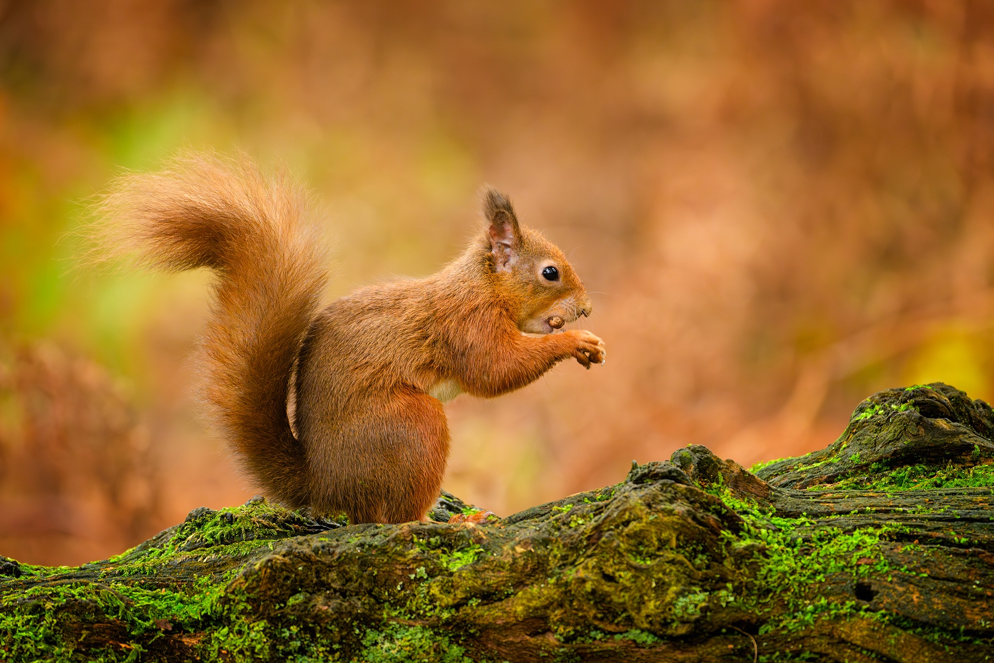 The Charming Red Squirrel (Sciurus vulgaris)