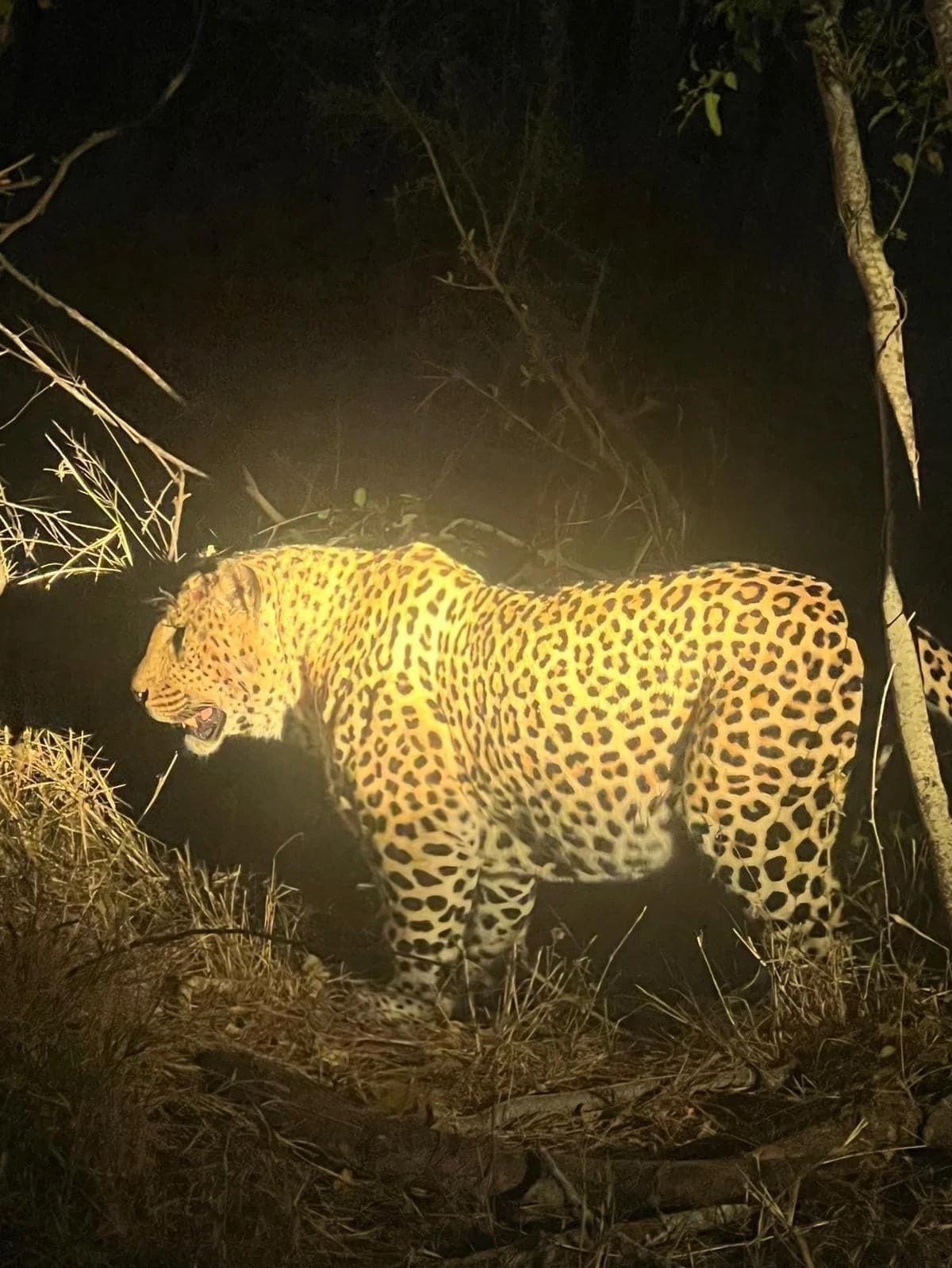 Meet the incredibly muscular leopard from South Africa's Kruger National Park—he could easily be mistaken for a jaguar!