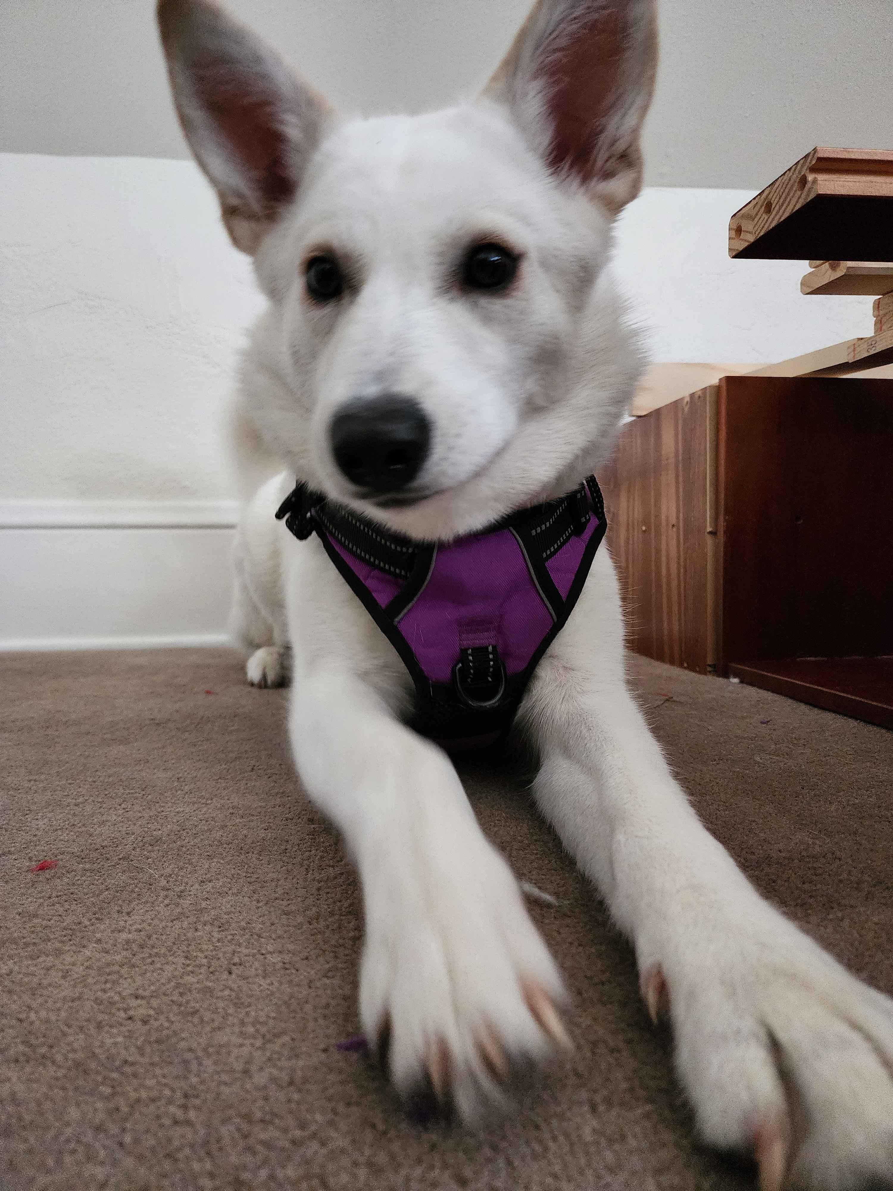 Celebrating My Doggo's First Birthday: Mona Lisa Edition!