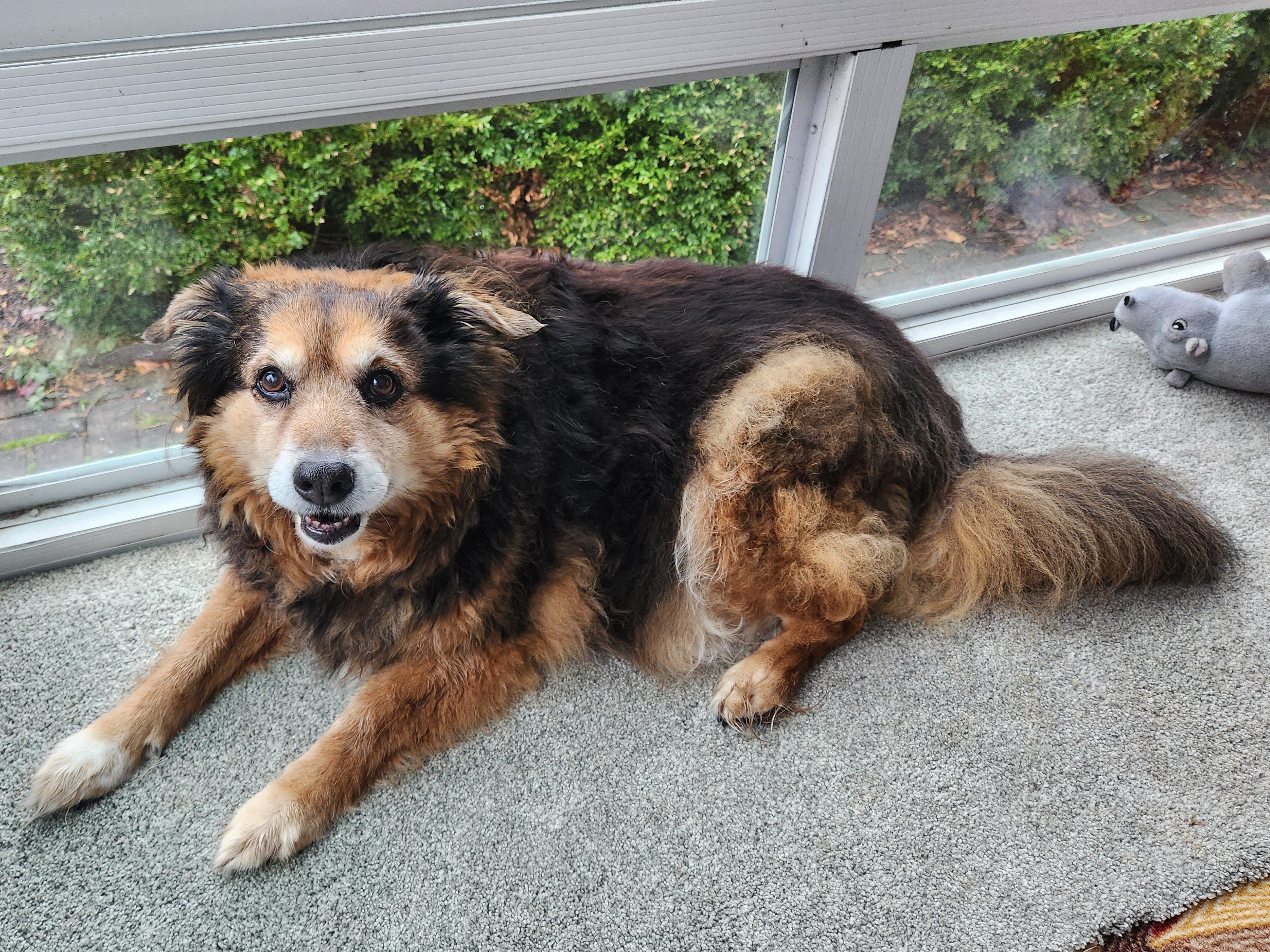 Daily Dose of Cuteness: Peanut the Dog - Day 1540