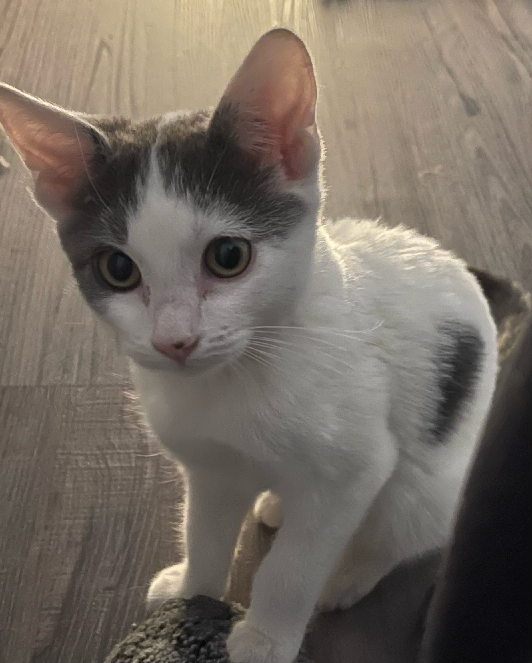 Meet This Adorable Kitten Ready for Adoption