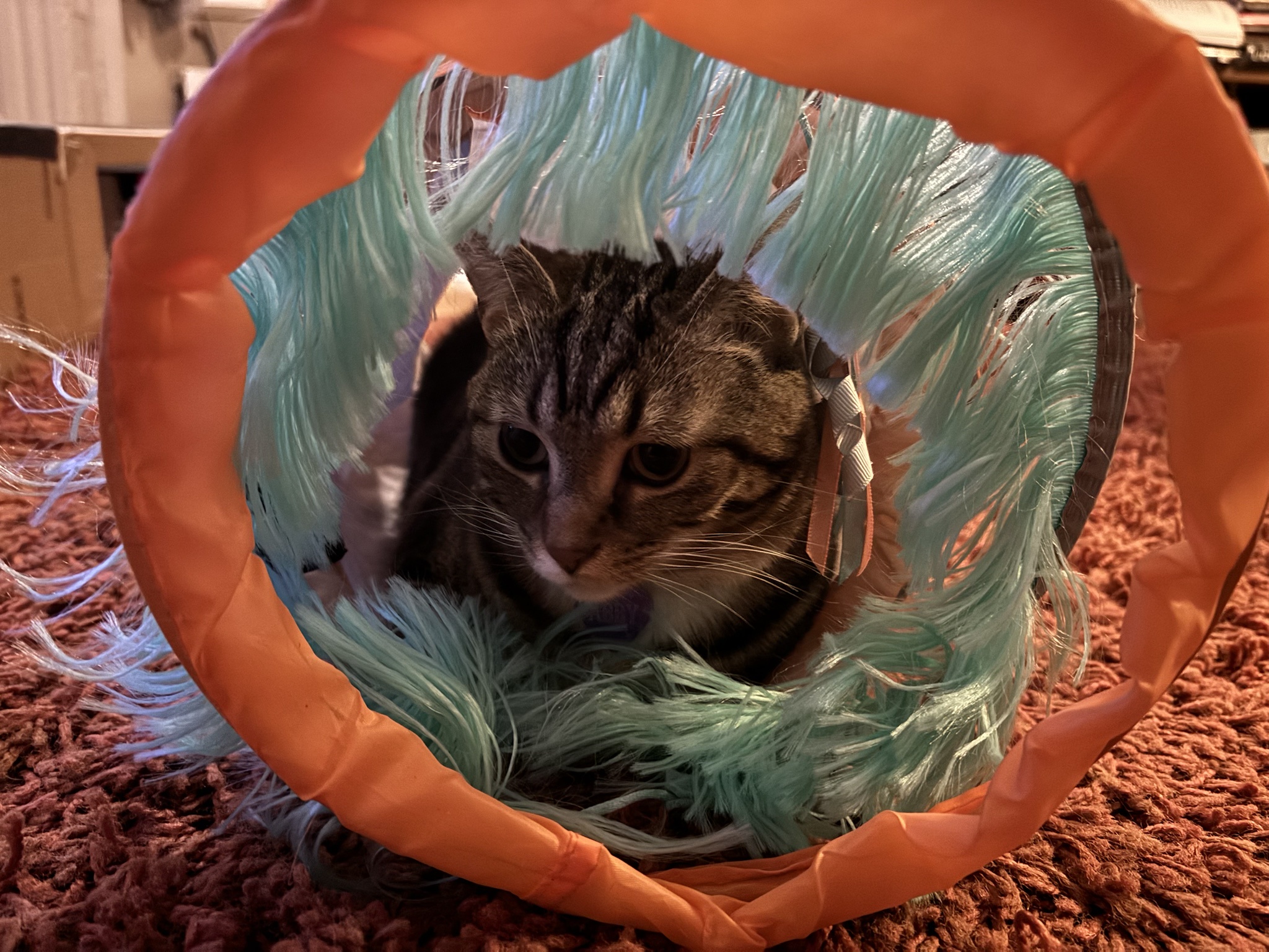 Abby the Tabby Enjoying Her Favorite Tunnel