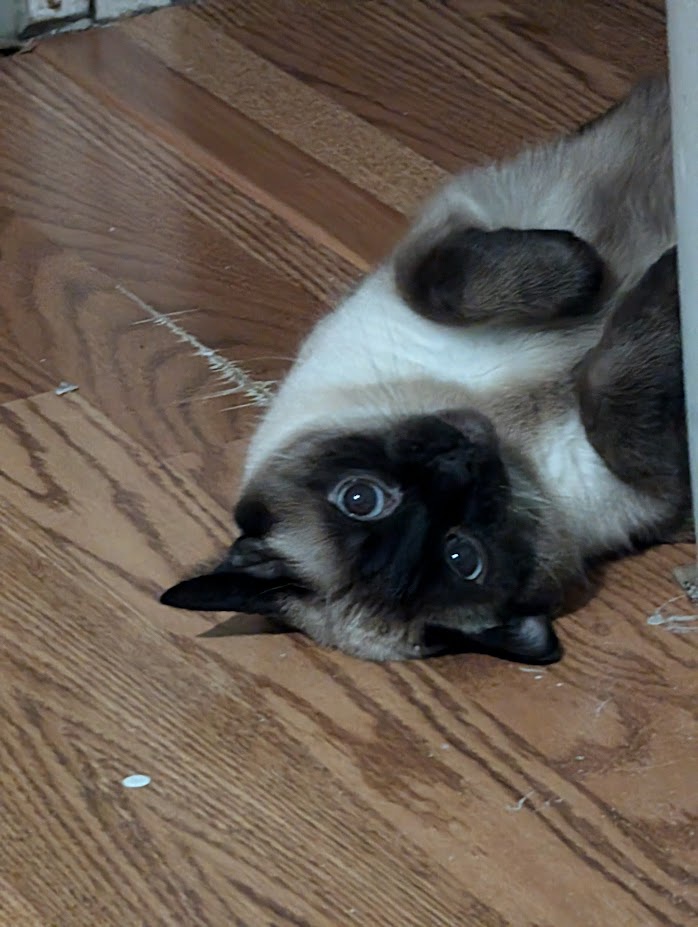 Is it really Caturday? Let's celebrate with some feline fun!