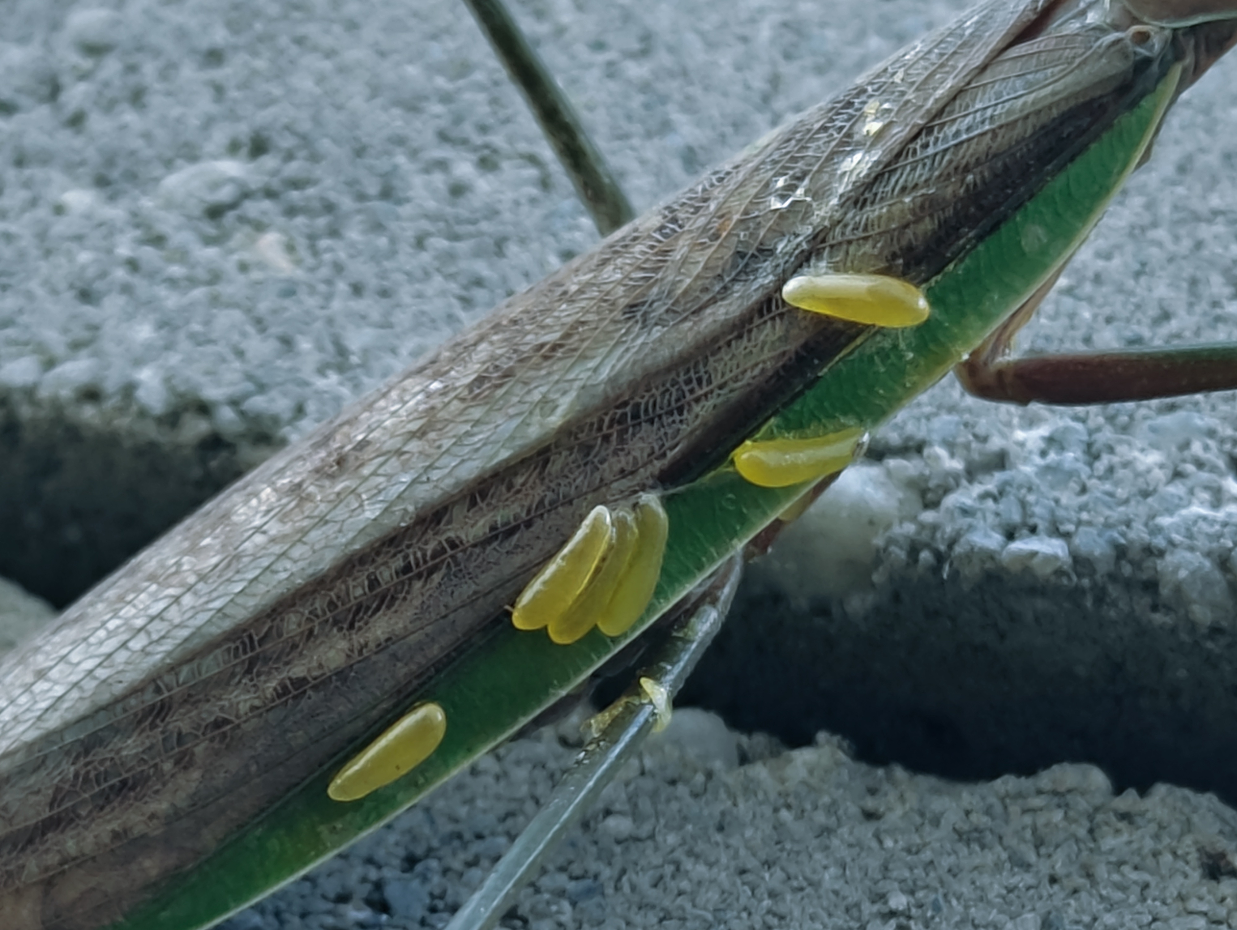 Meet the Mantis: Nature's Fascinating Predator