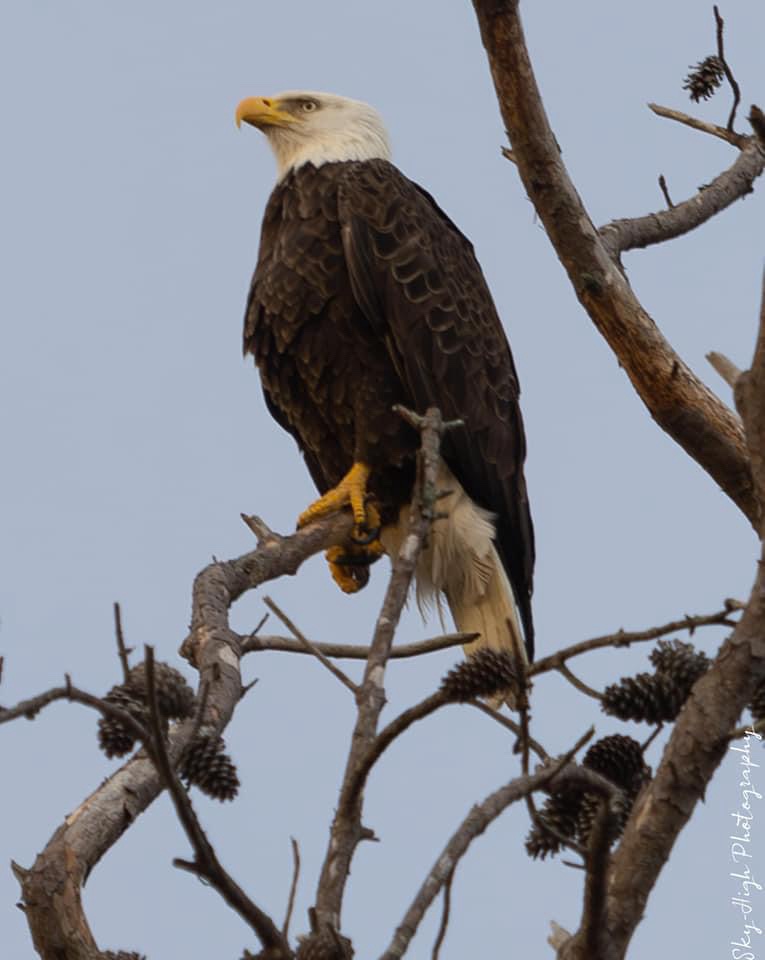 The Majestic Eagle Returns