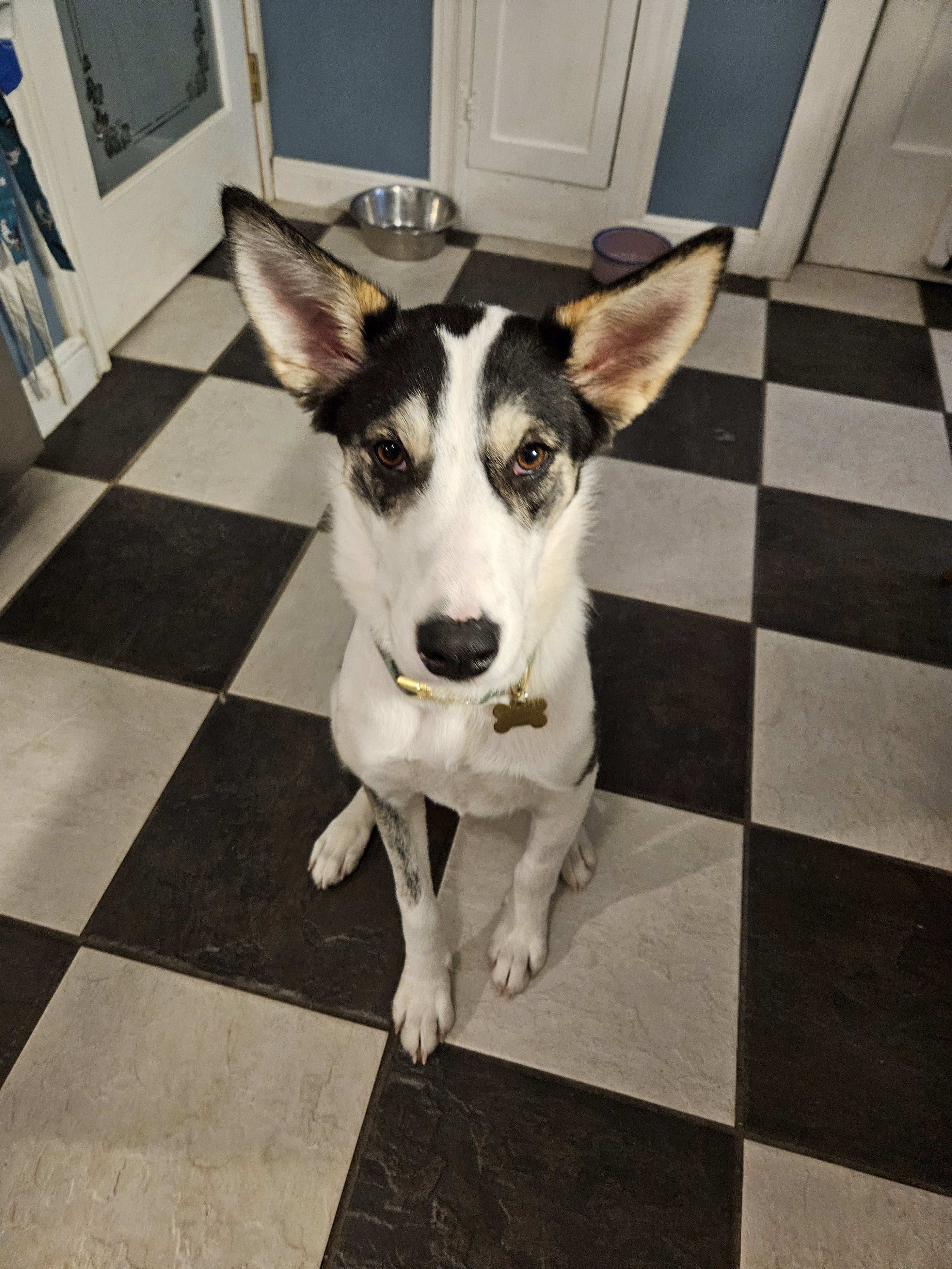 Clover's Heartwarming Recovery: Thanks for Supporting a Homeless Pup!