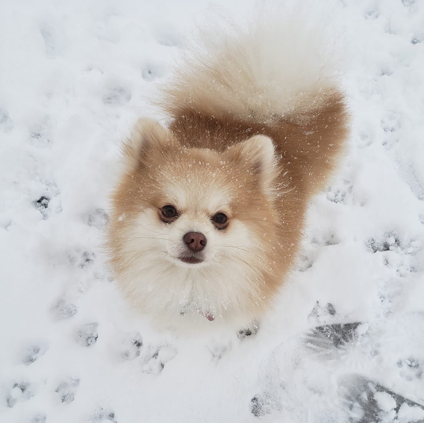 Here's an adorable pup all set for the snowy adventures!