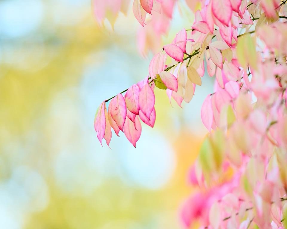 Embracing the Colors of Pastel Autumn