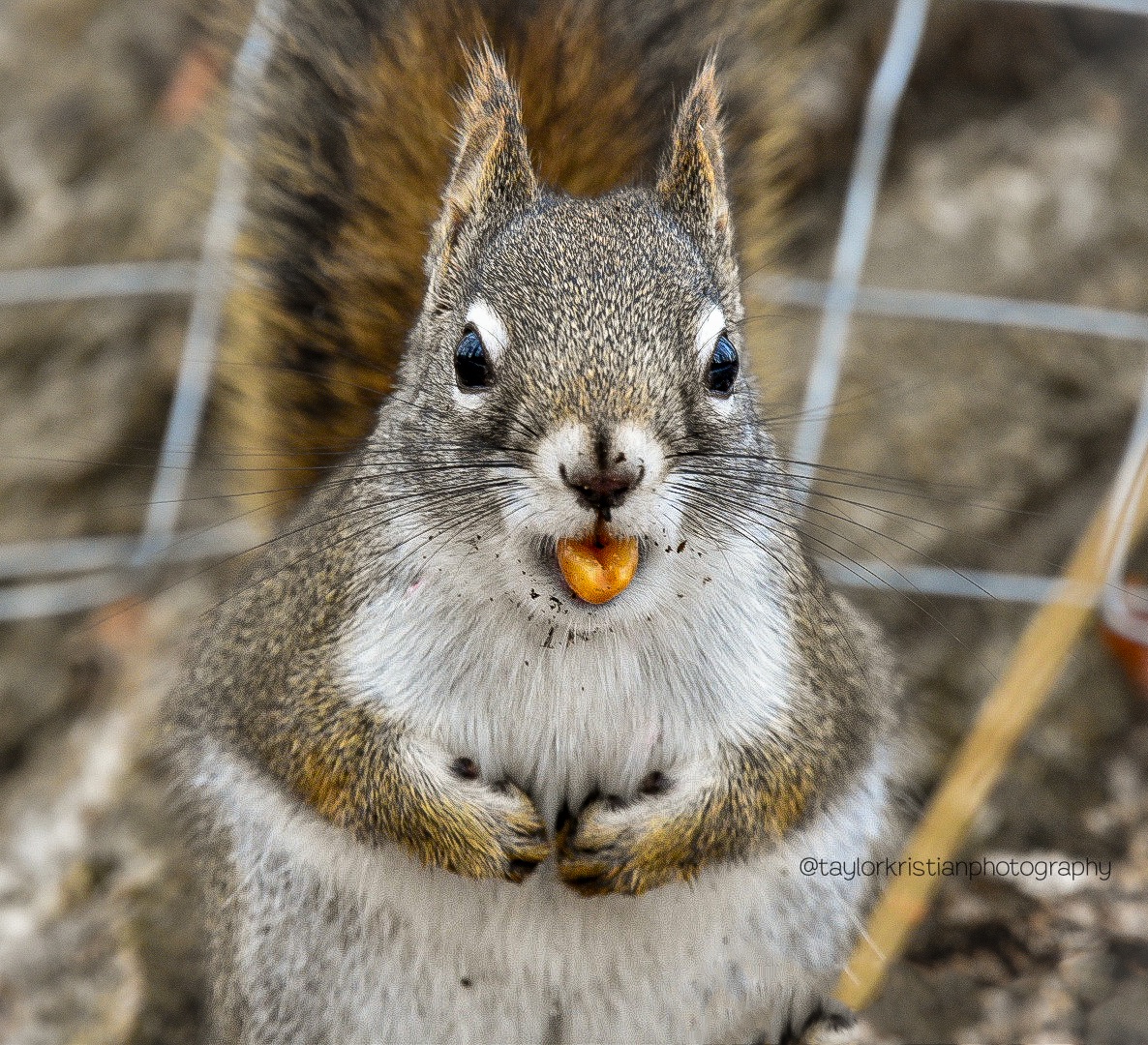 Celebrating Squirrel Appreciation Day with My Favorite Photos!