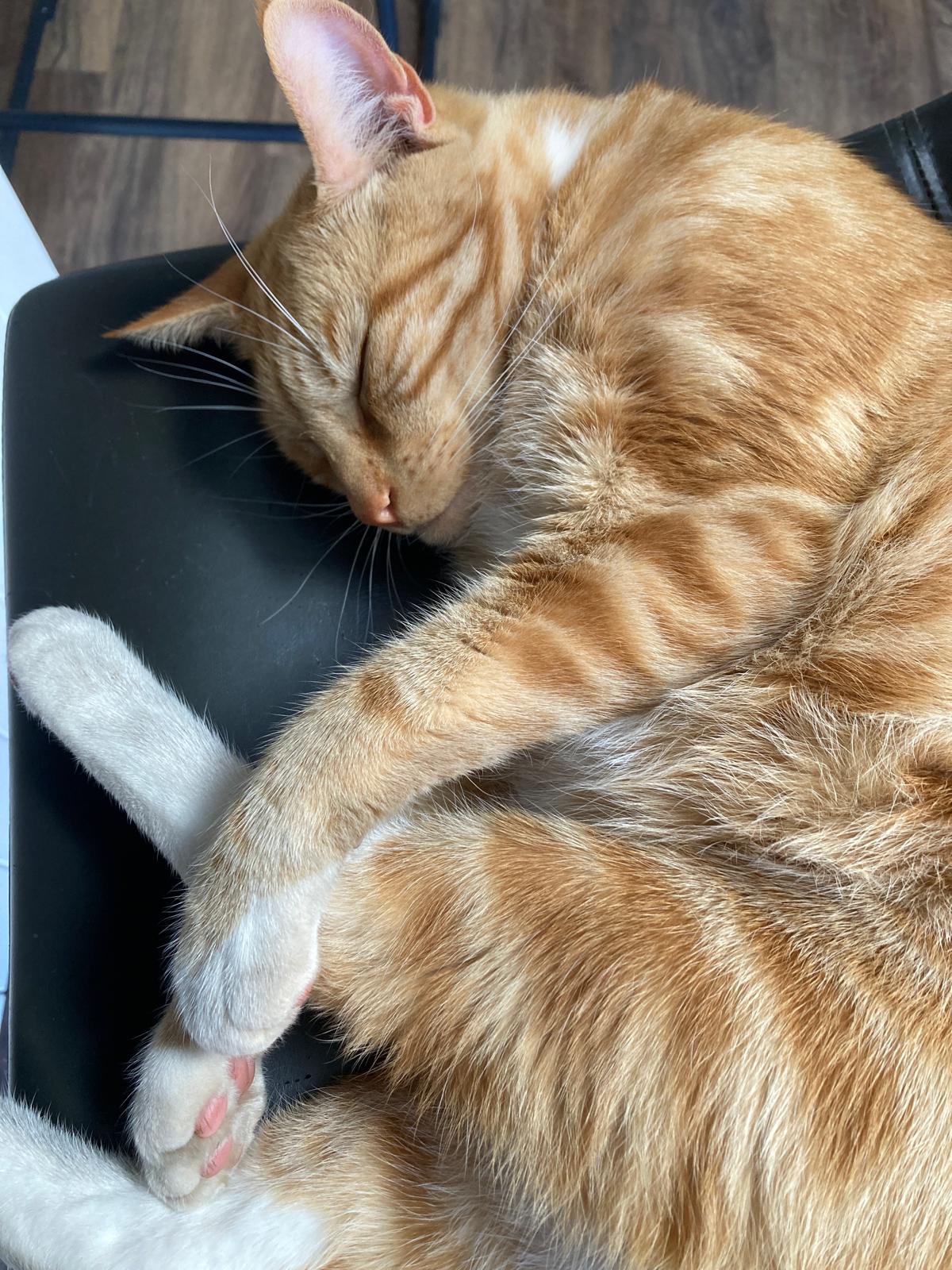 Biscuit's daily dose of cuteness