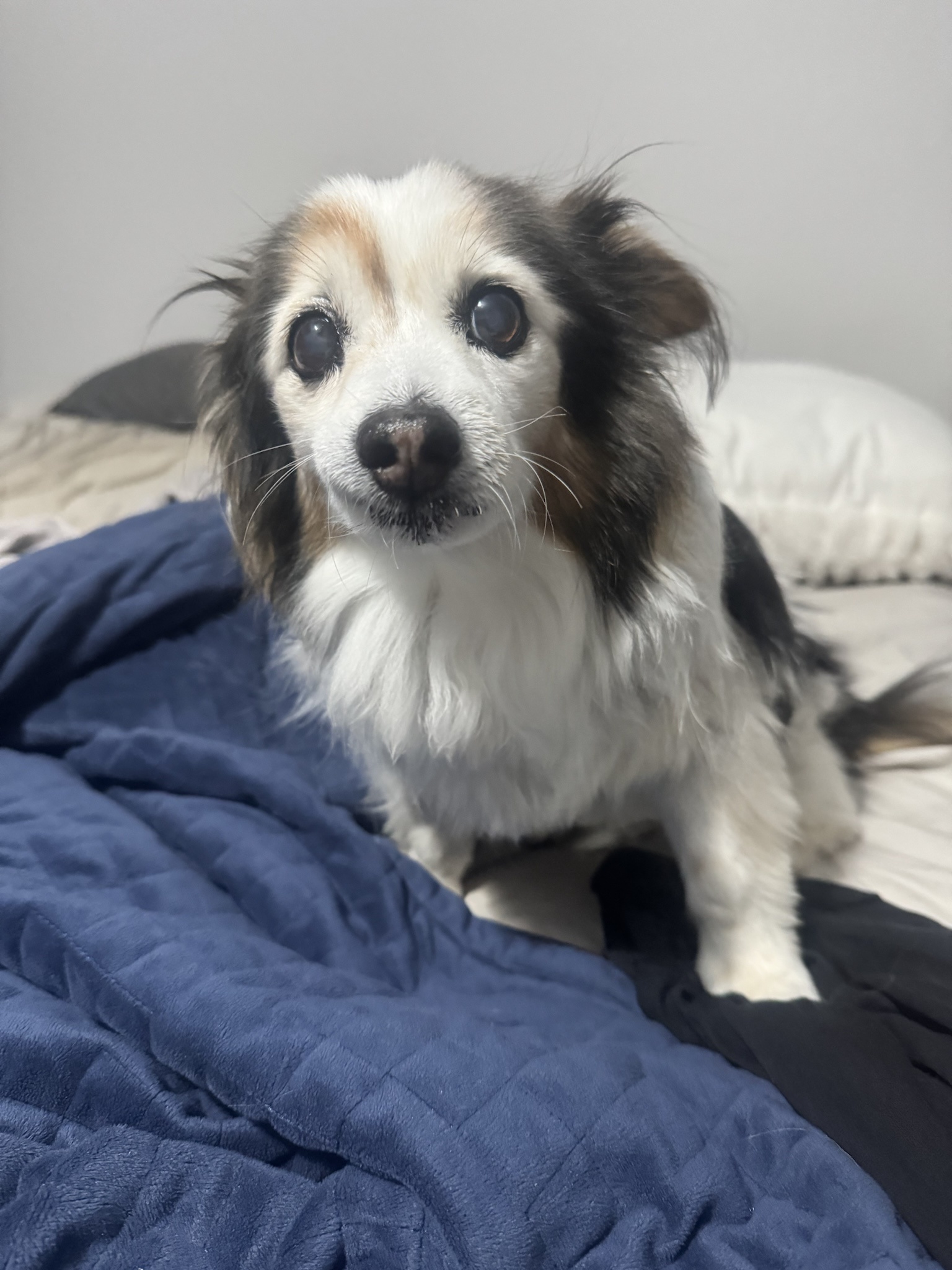 Daily Dose of Cuteness: Meet My Dog Panko