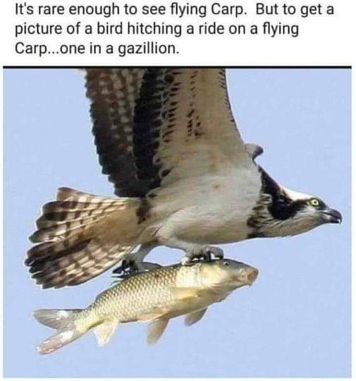 Meet Tony Hawk: The Carp-Skating Sensation!