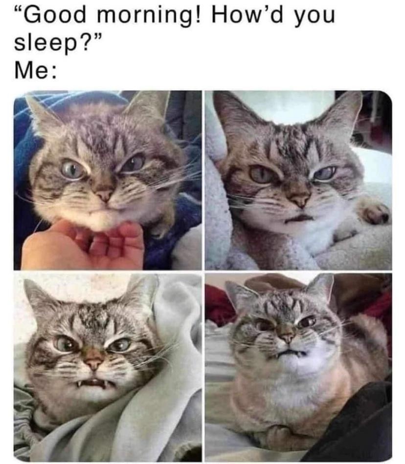 Taking a Break from Politics: Enjoy This Cat Dump!