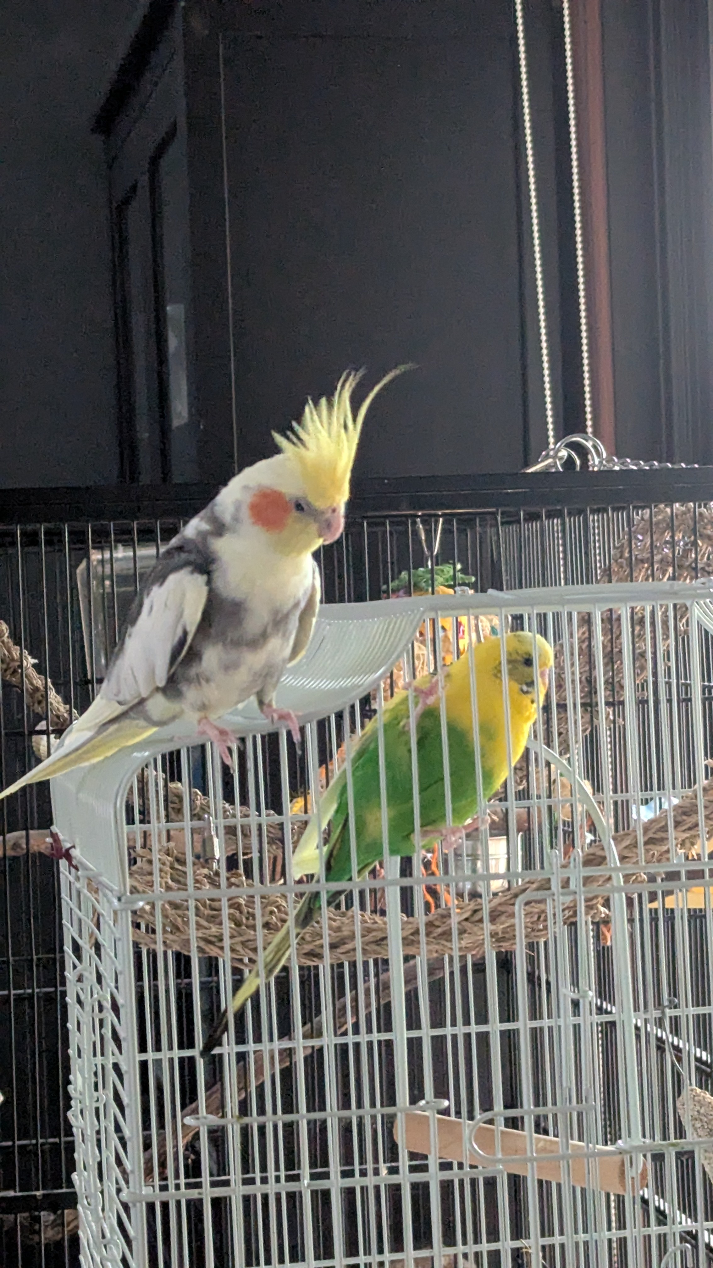 The Cockatiel with a Side of Suspicion