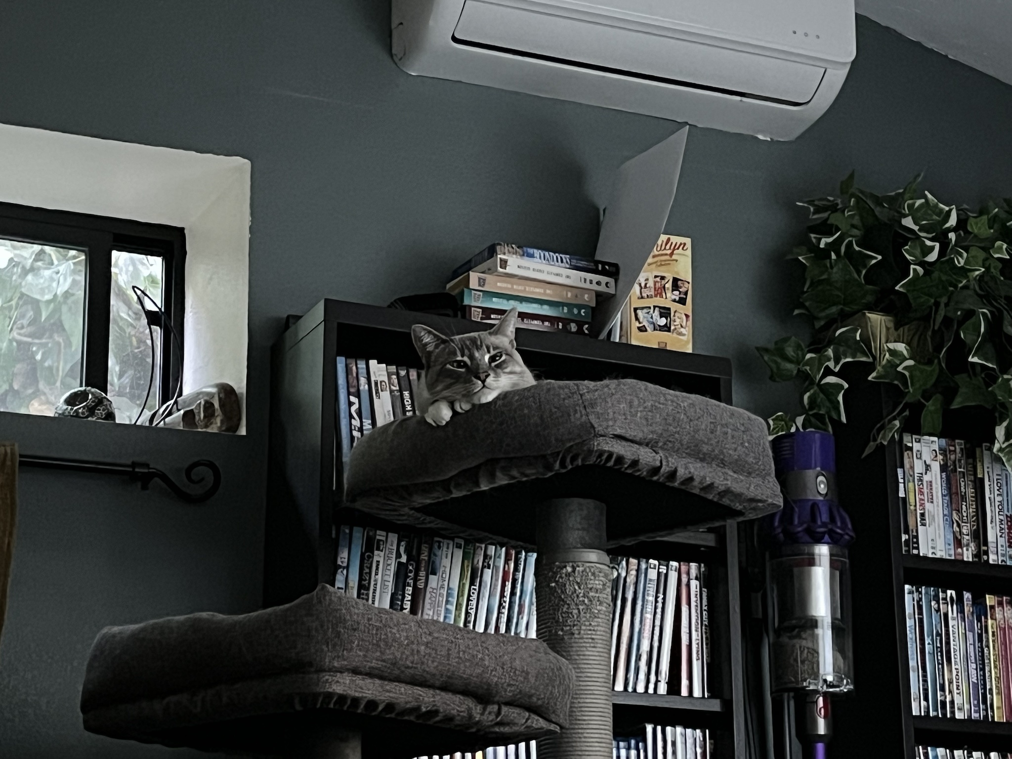 Daily Dose of Ivy: Cat Chronicles Day 353