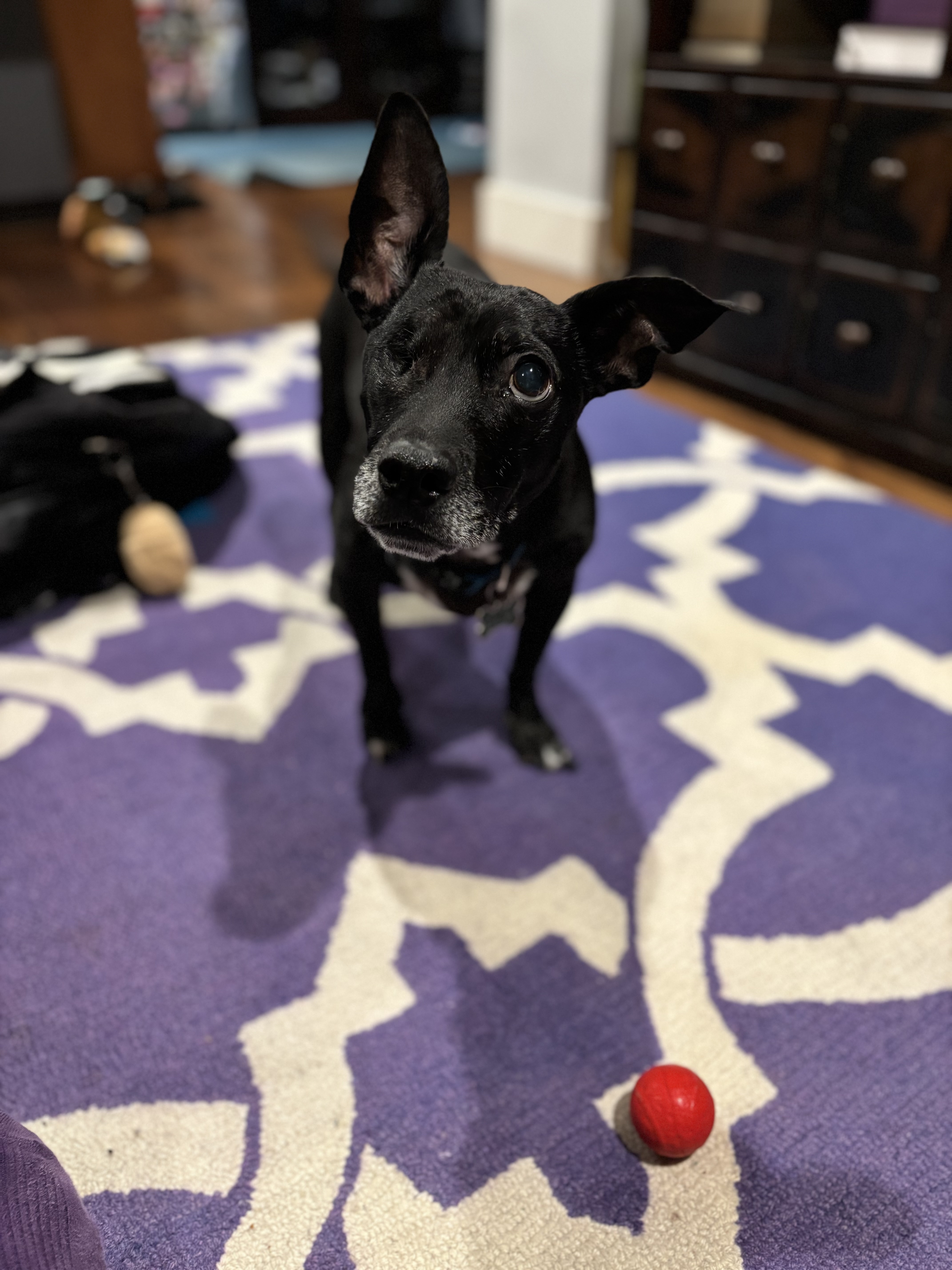 Waffles is Here to Say Hello!