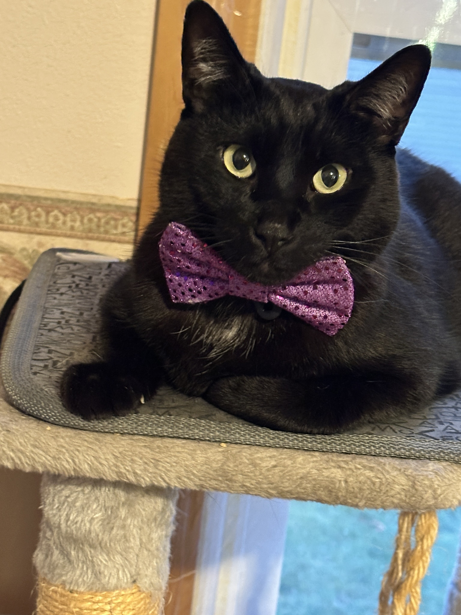 Loki rocking his Halloween costume like a pro