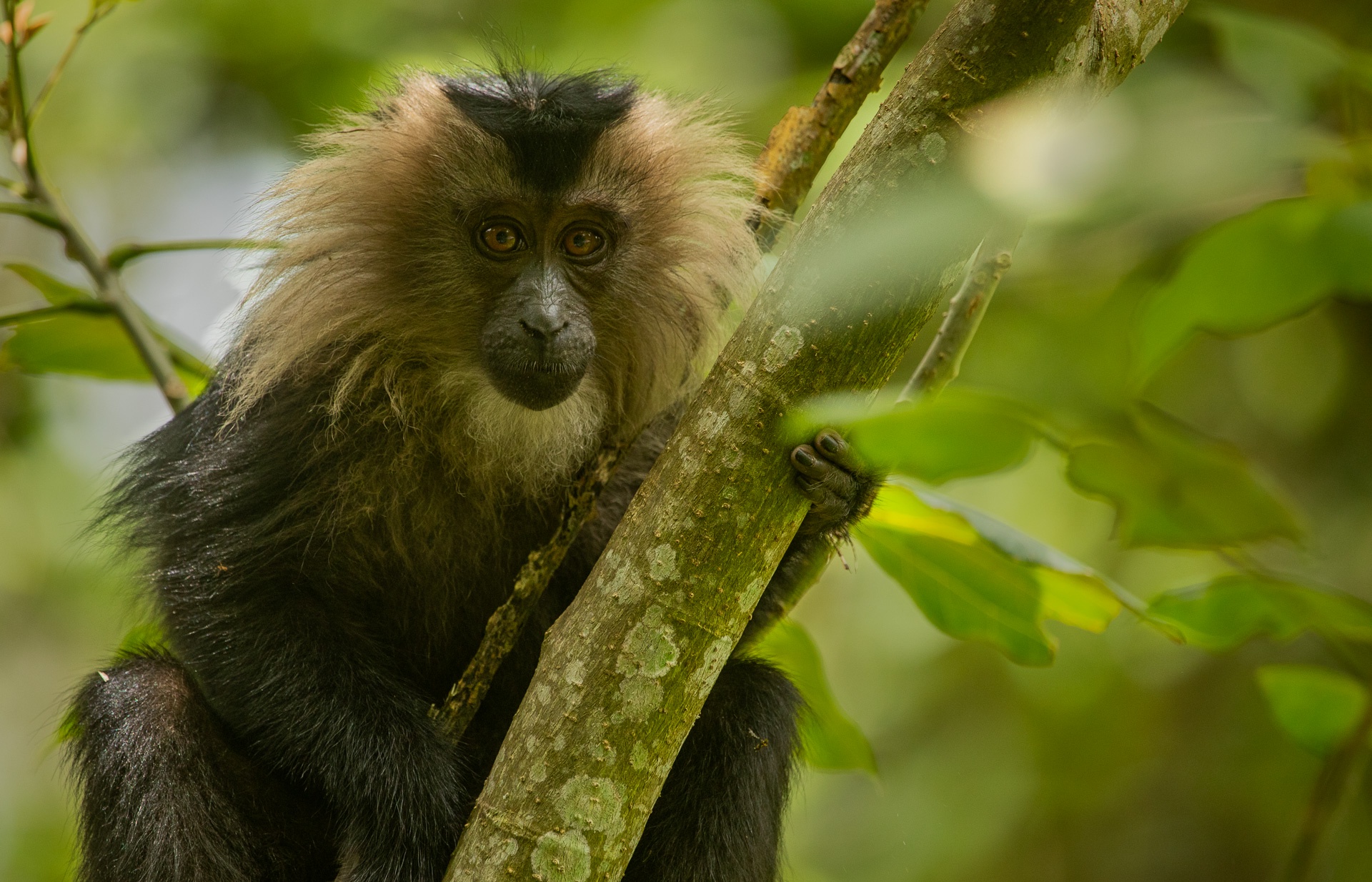 A Stunning Portrait of a Lion-tailed Macaque