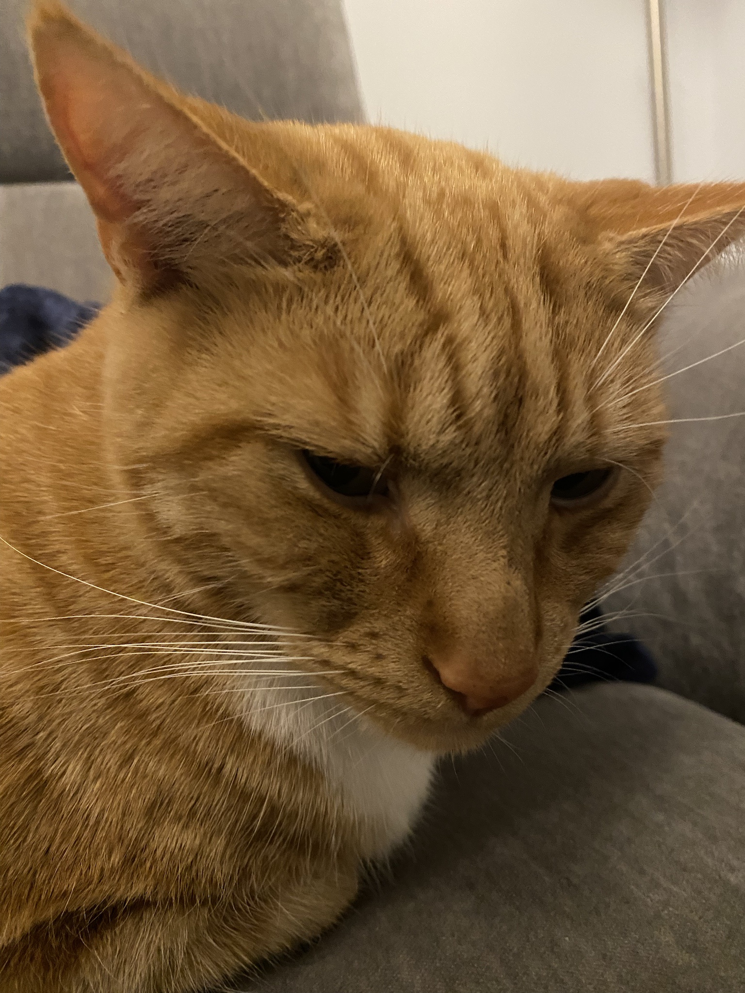 Biscuit's Daily Snapshot: A Moment to Cherish