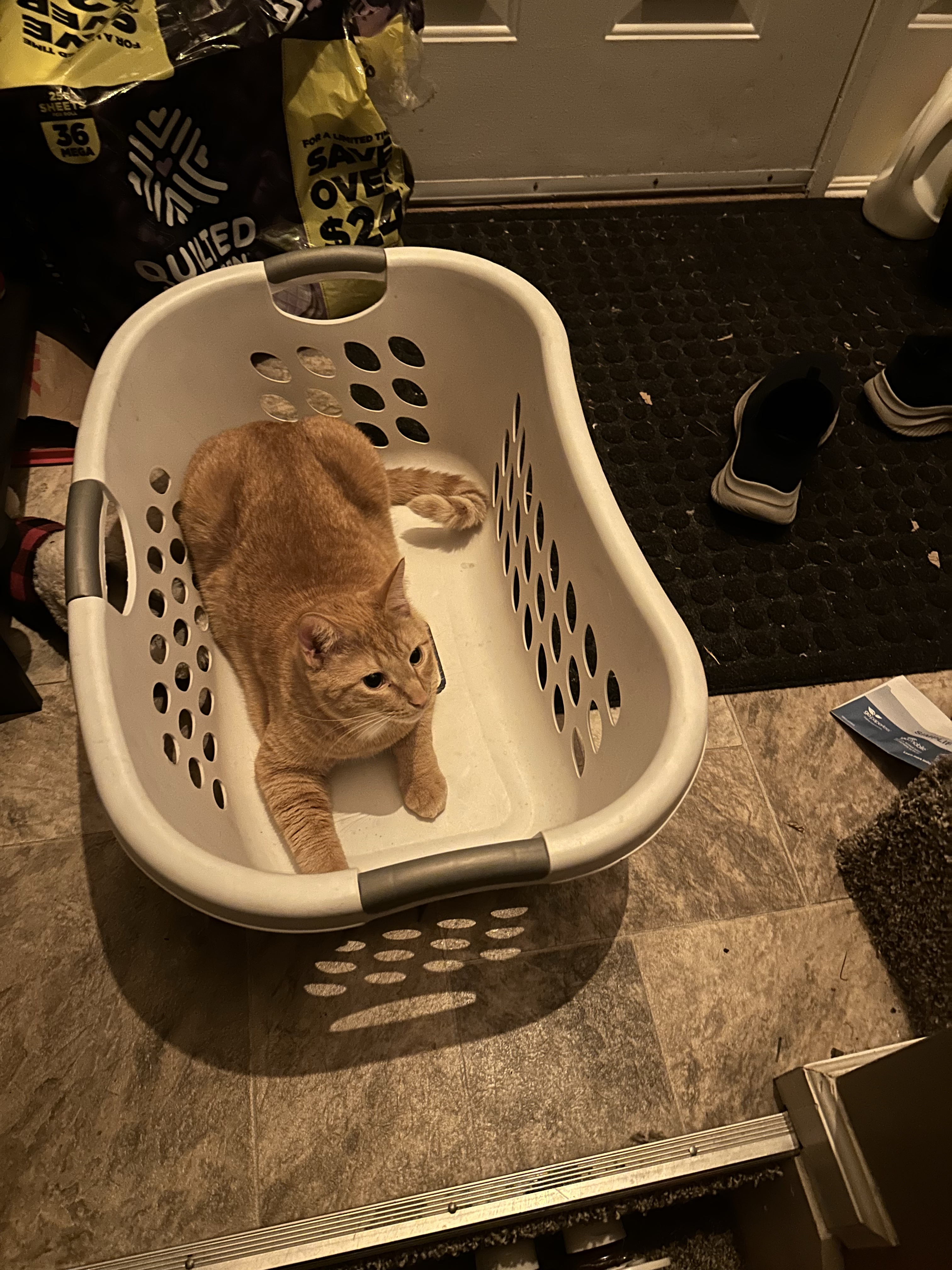 Meet Mr. Tang: The Laundry Basket Cat!
