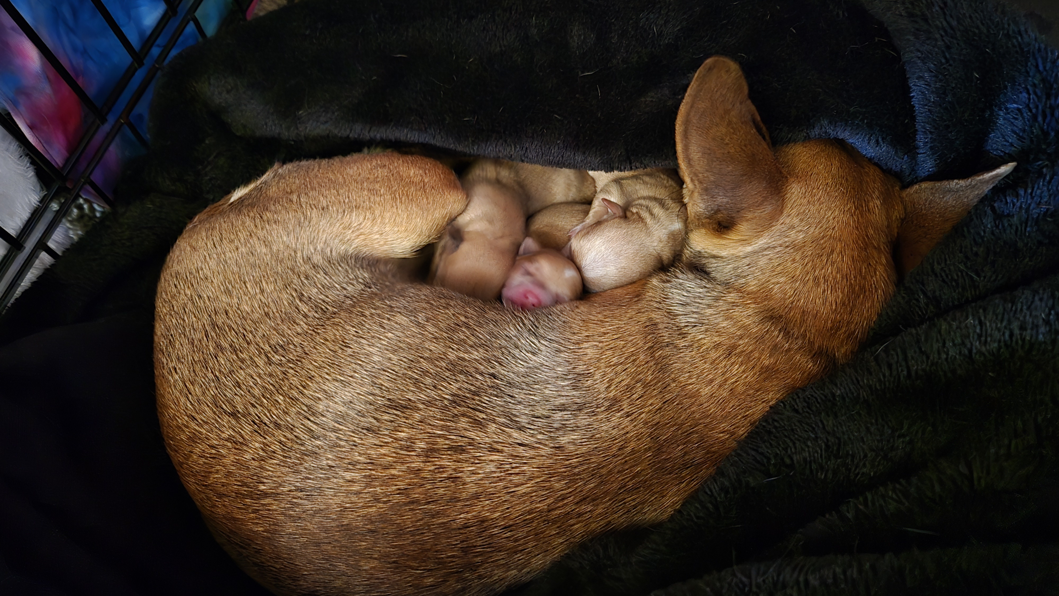 Our Rescued Chiweenie Surprised Us with Puppies Just 2.5 Weeks Later!