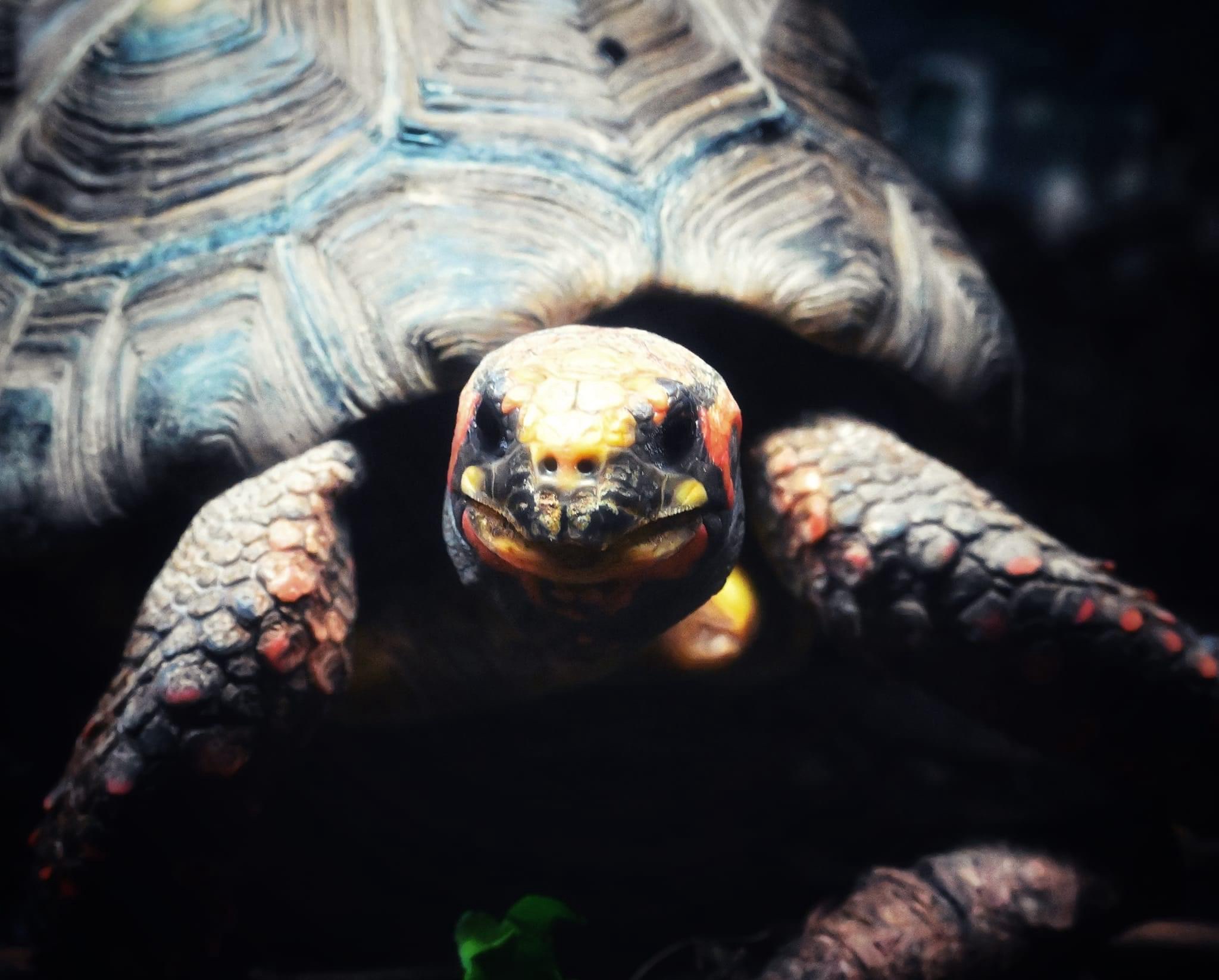 The Resilient Tortoise: A Symbol of Longevity