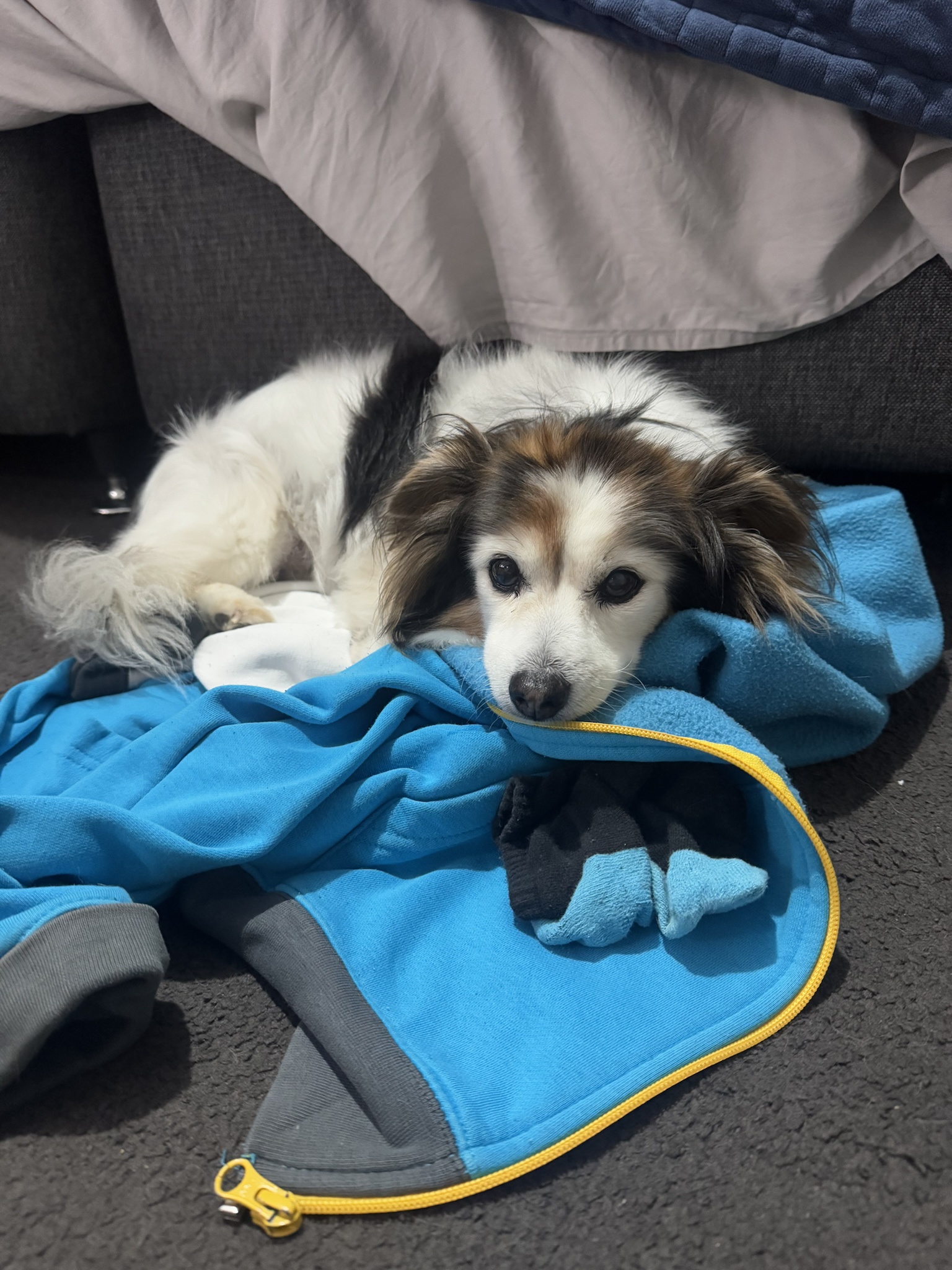 Daily Dose of My Dog Panko: A Photo Every Day