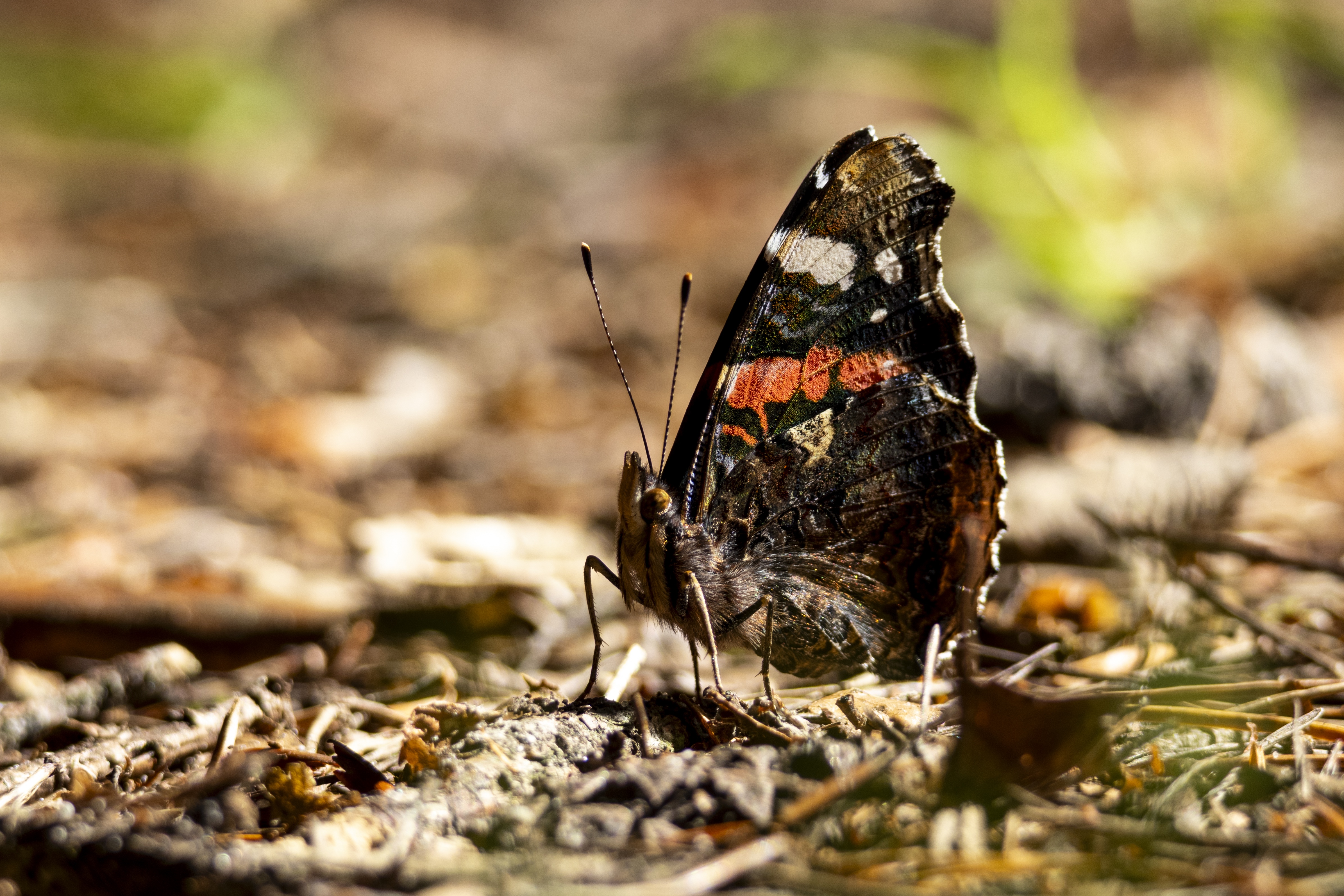 Nature Moment #42: Cherishing the Fleeting Memories of Summer
