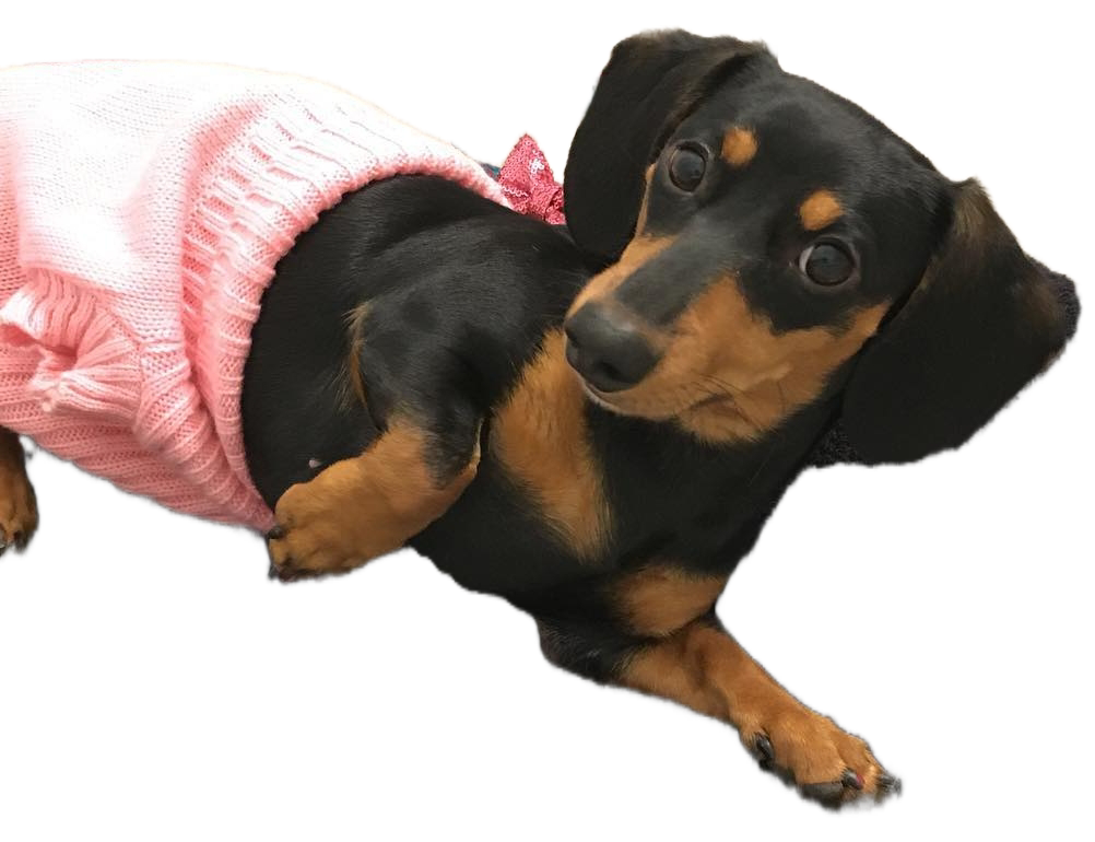 Meet Ellie Belly, the cutest companion!