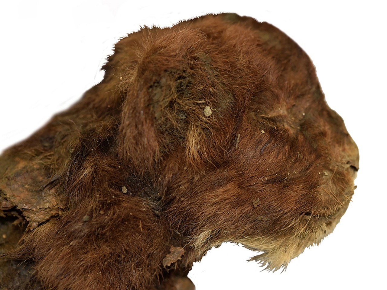 Discovering the world's first saber-toothed cat mummy in Siberia