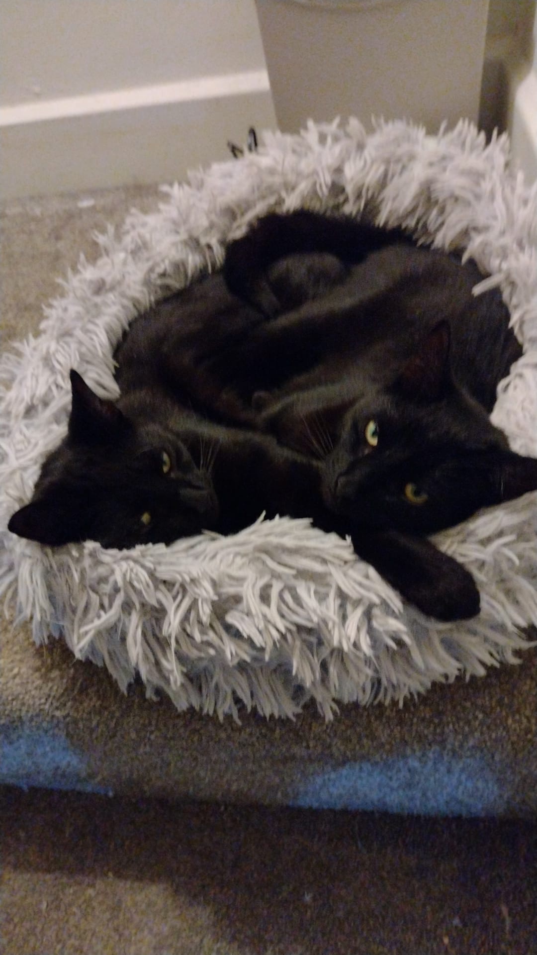 Cuddly Abyss