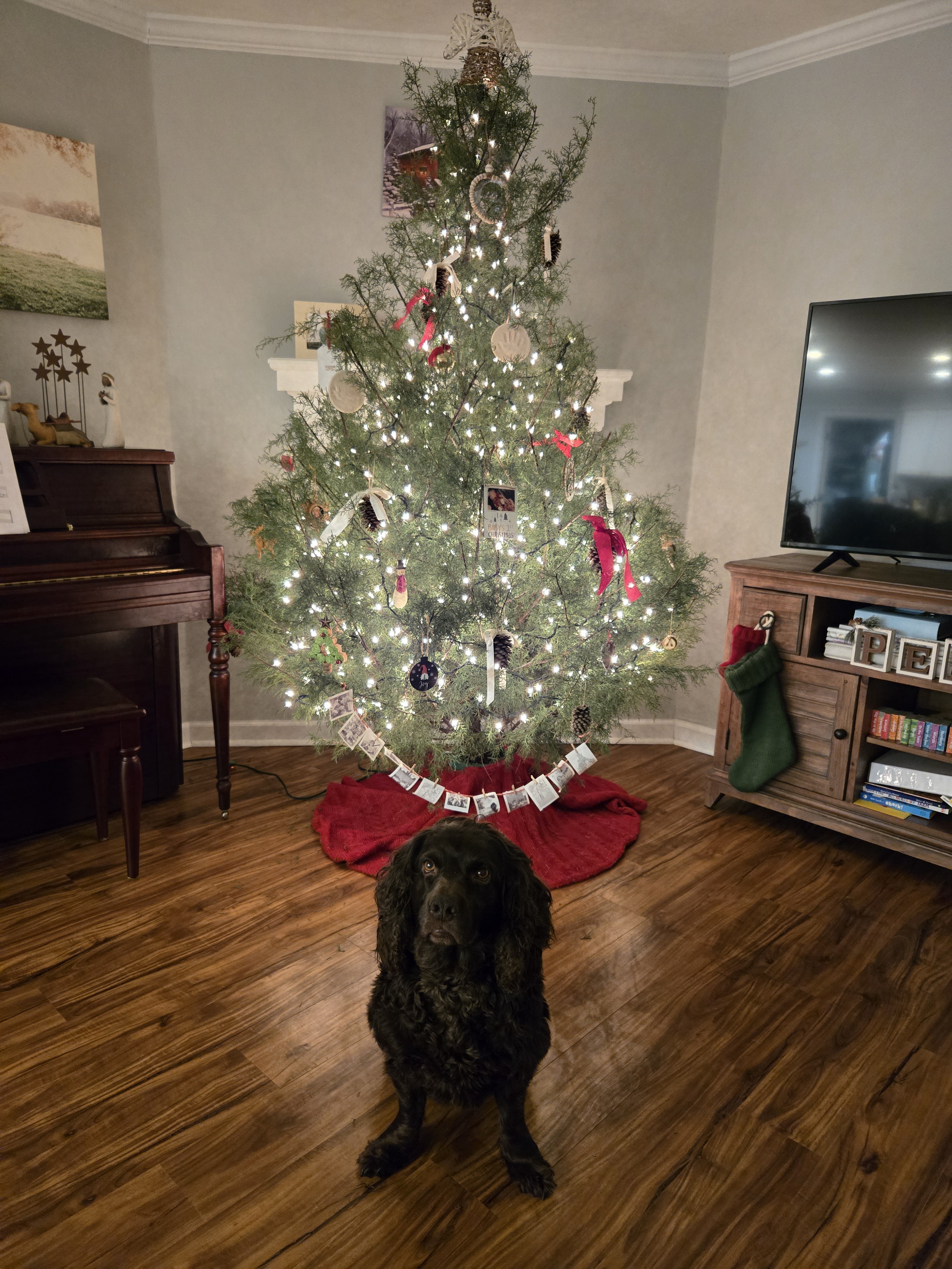 Meet Huck: The Charm of the Day