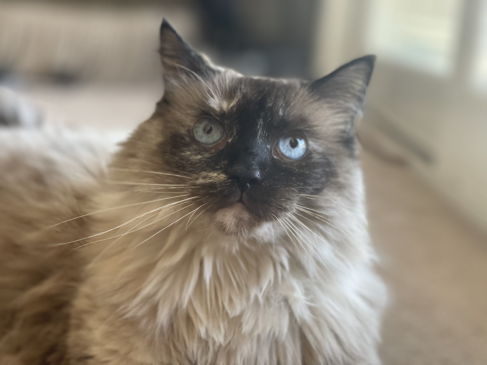 Celebrating my 10-year cake day with a special gift: a photo of my in-laws' adorable cat from Madrid!