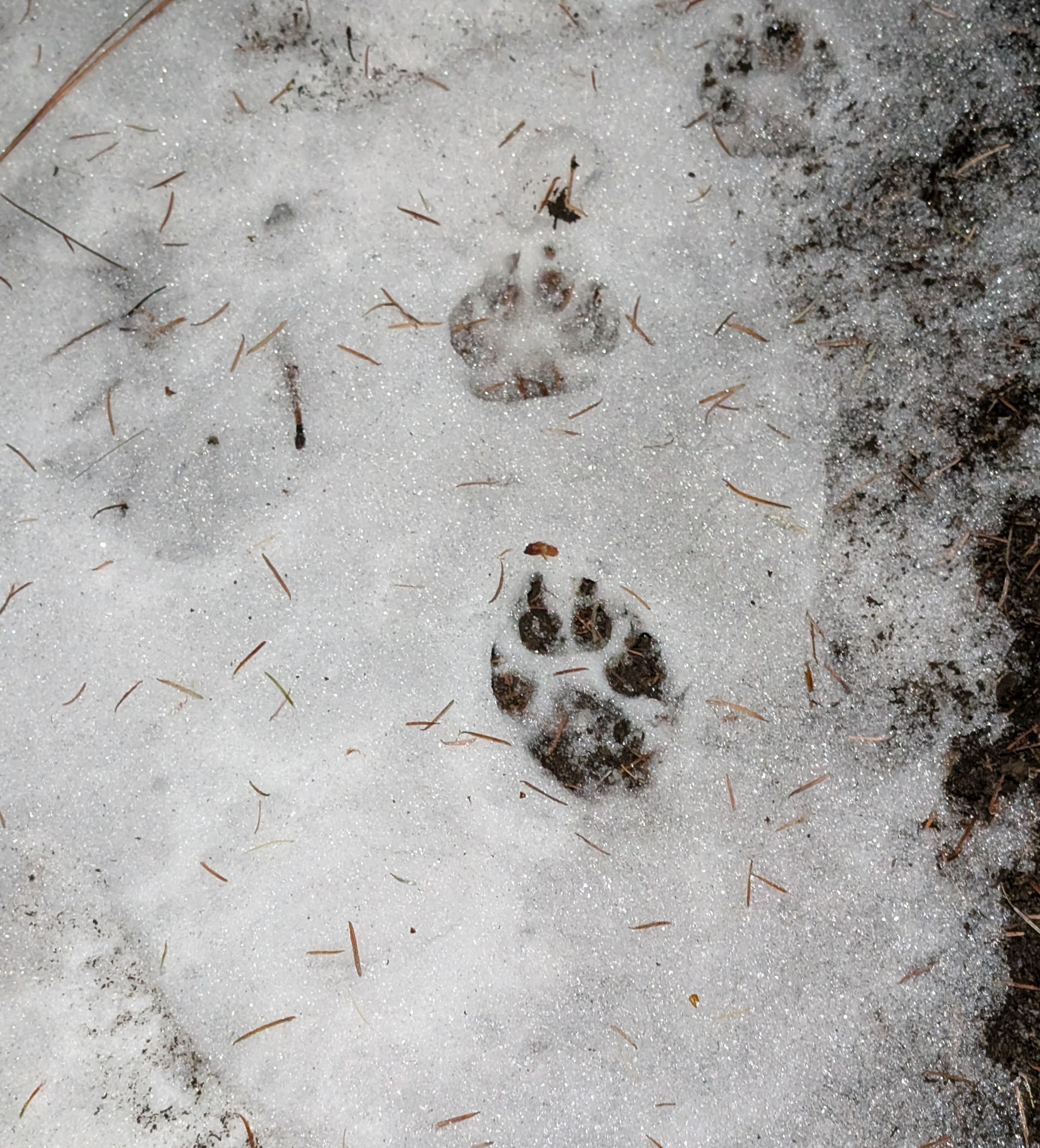 Exploring the stunning Tumalo Creek hike in Bend, Oregon