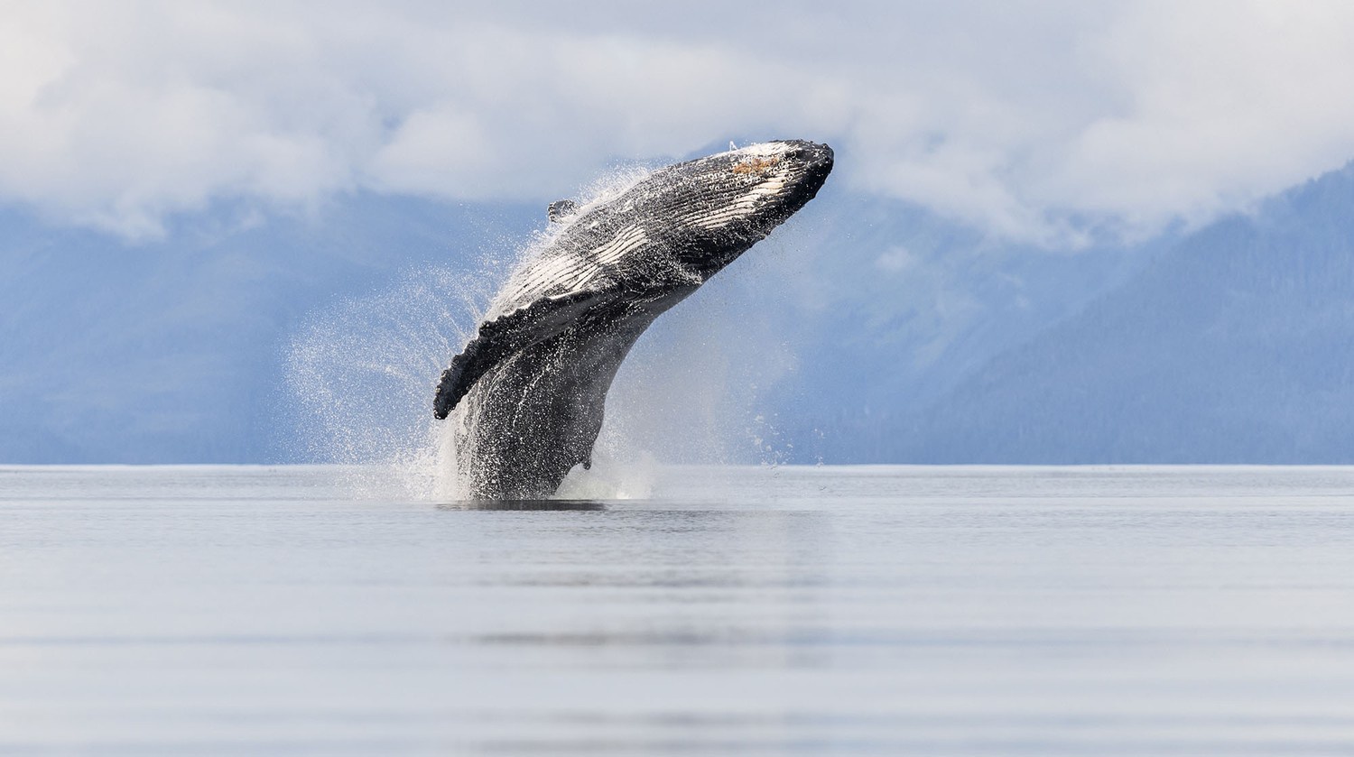 The Great Tongass Controversy Unfolds